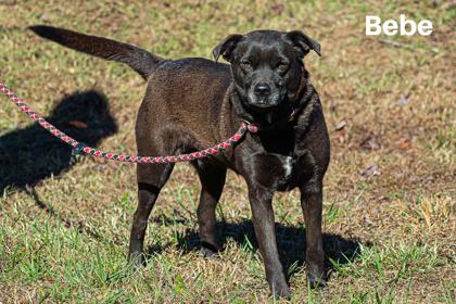 Enlarge BeBe, a Adoptable mixed breed in Clayton, GA image 1/3