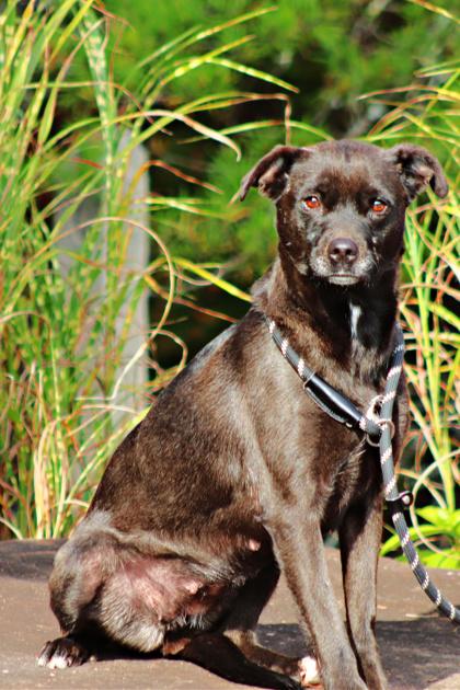 Enlarge BeBe, a Adoptable mixed breed in Clayton, GA image 2/3