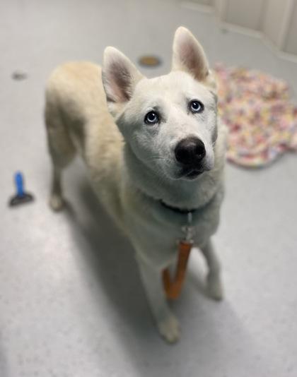 Mistletoe thumbnail 3