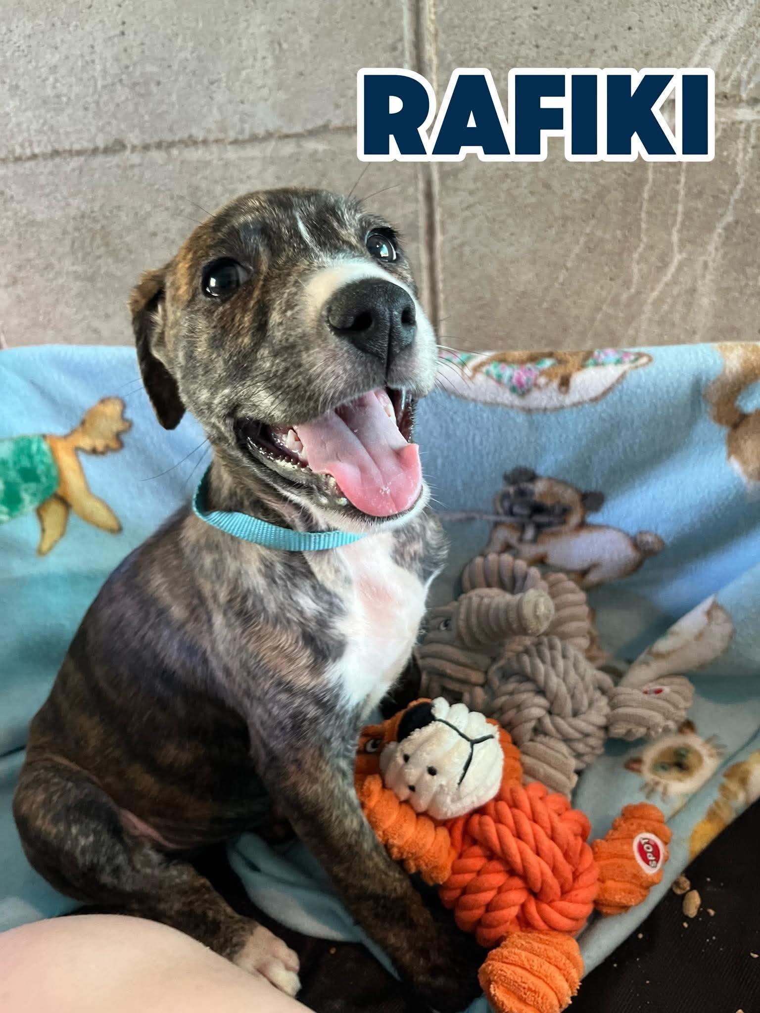 Enlarge RAFIKI, a Adoptable mixed breed in Kaplan, LA image 1/1