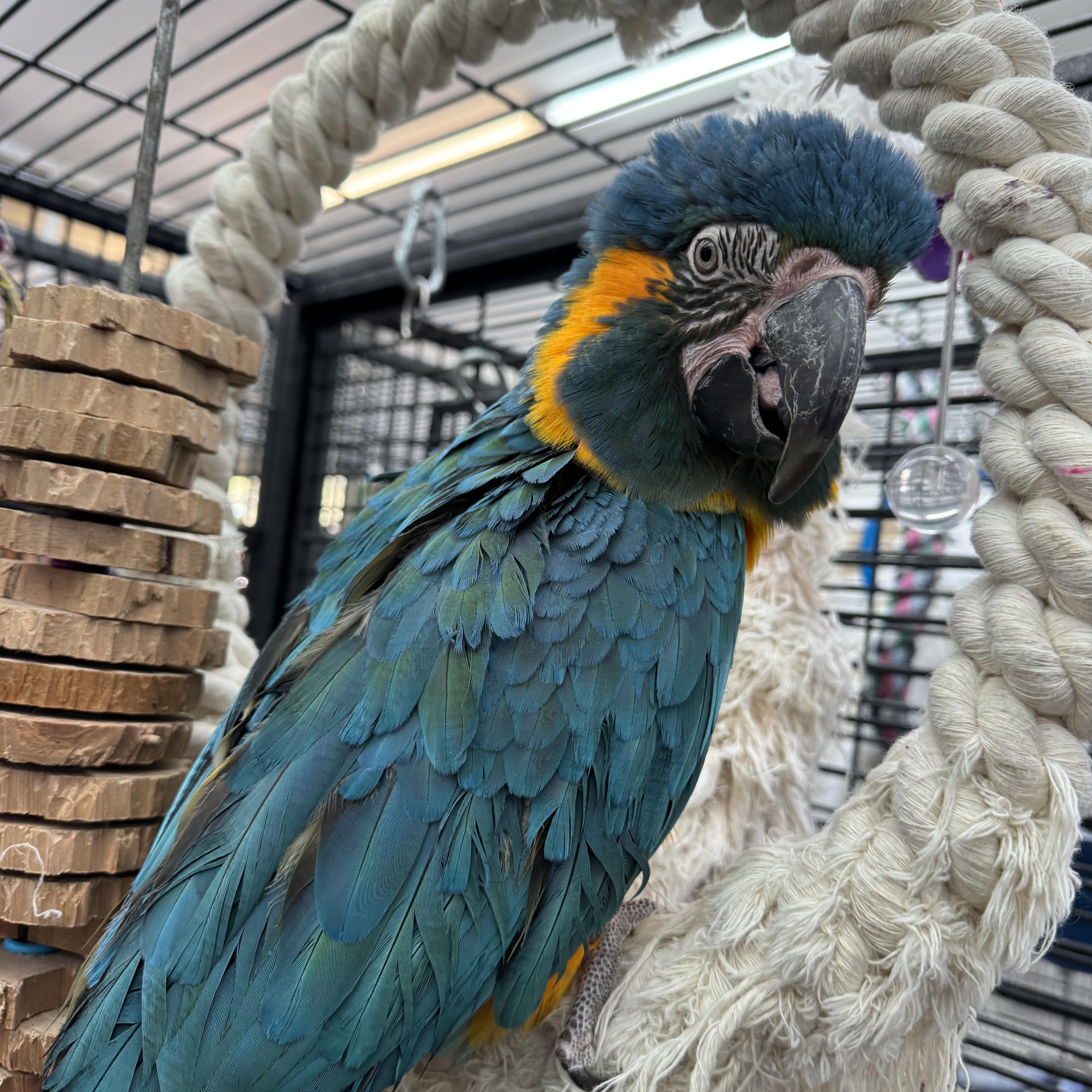 Enlarge Ben, a Adoptable Macaw in Bend, OR image 1/1