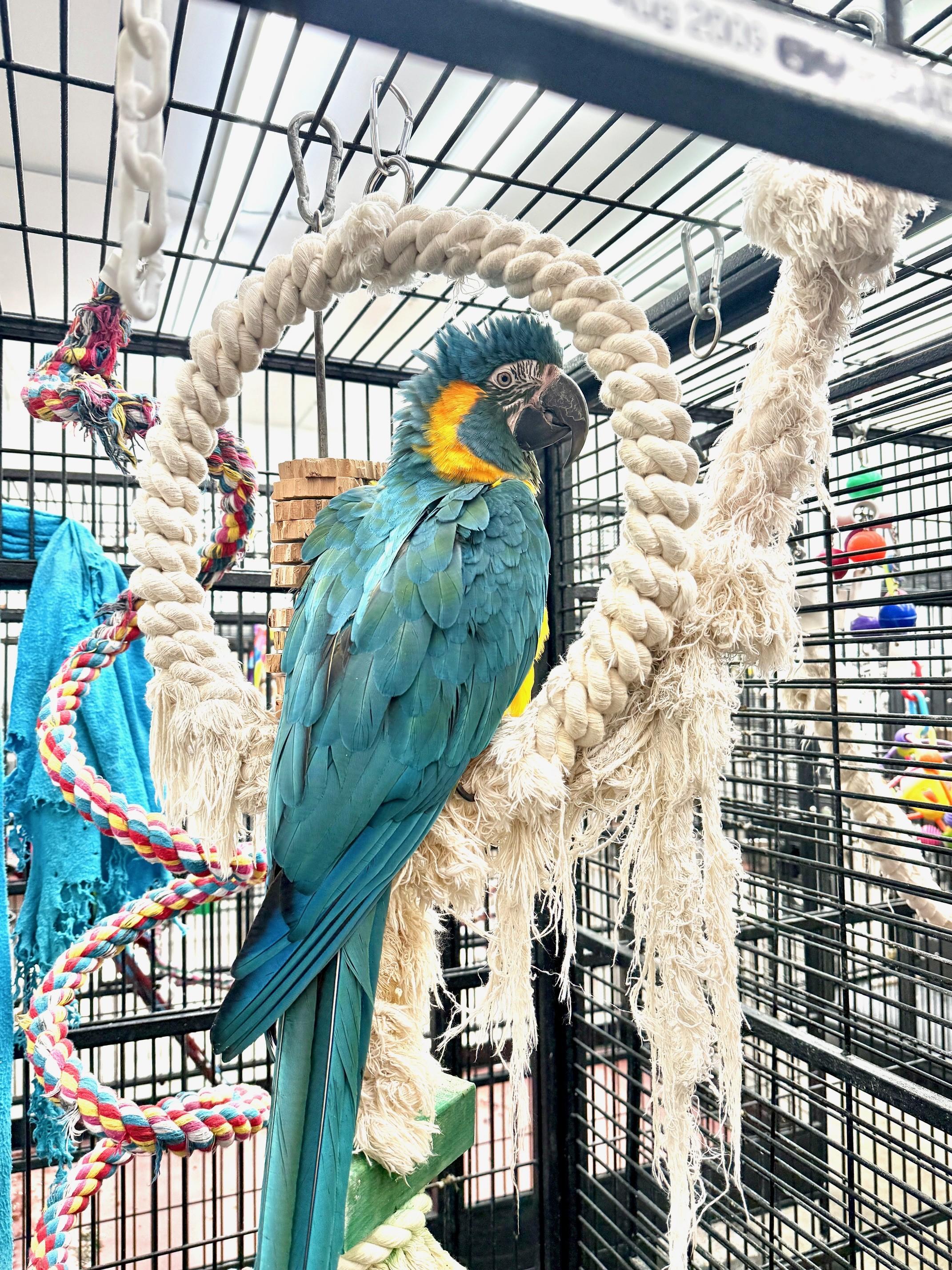 Ben, Adoptable, Adult Male Macaw.