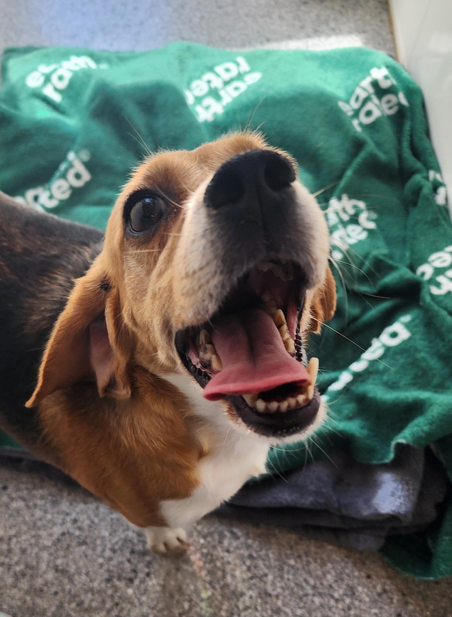 Athena, an adoptable Beagle in Hartville, WY, 82215 | Photo Image 3