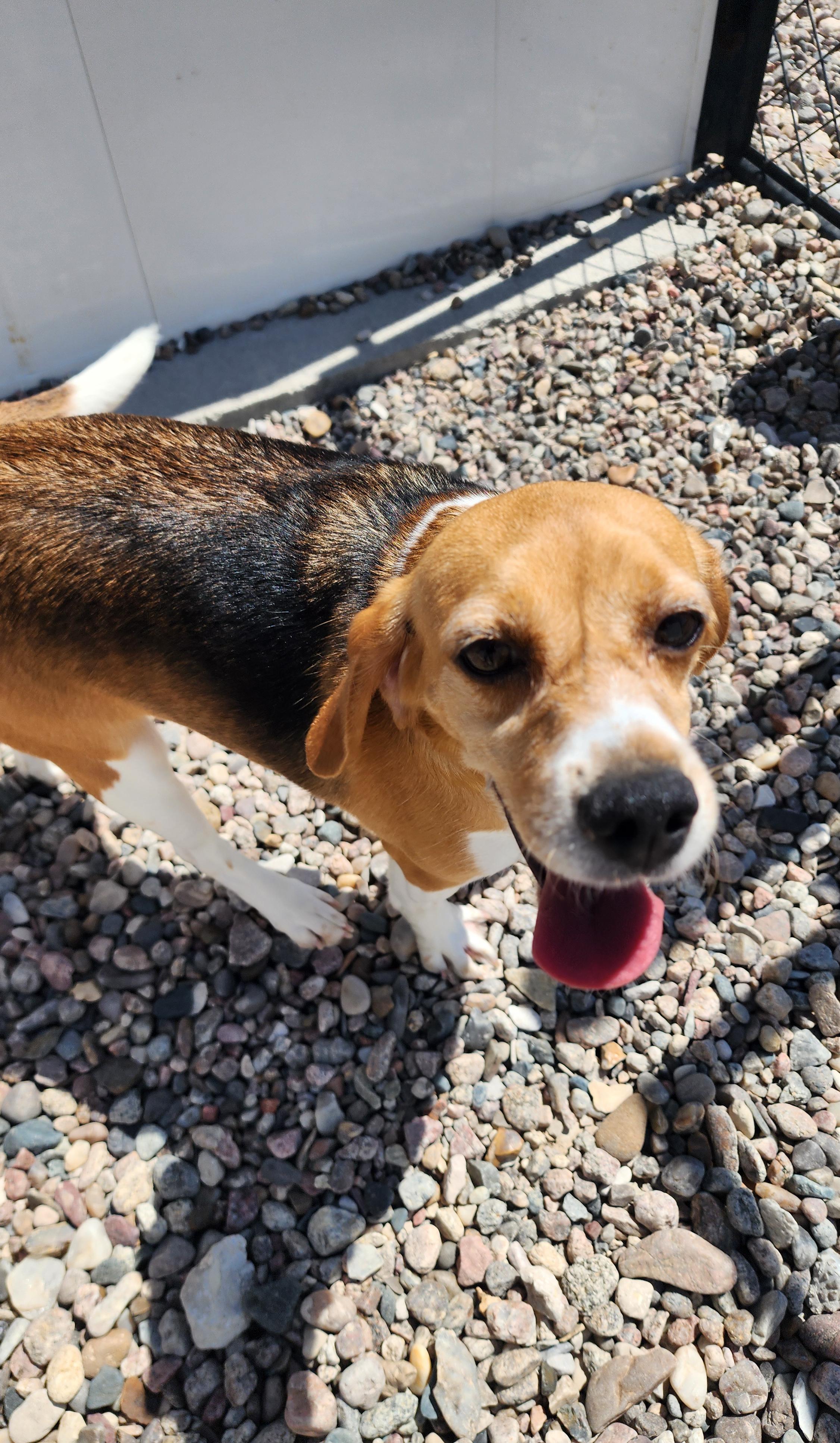 Athena, an adoptable Beagle in Hartville, WY, 82215 | Photo Image 2