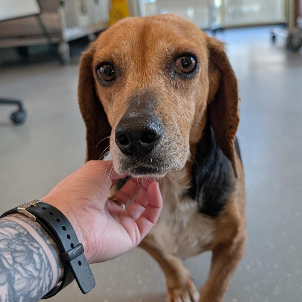 Bagel, Adoptable, Senior Female Beagle.
