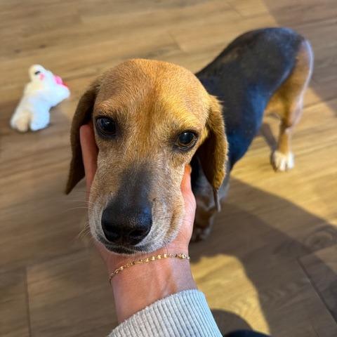 Enlarge Bagel, a Adoptable Beagle in Asheville, NC image 2/6