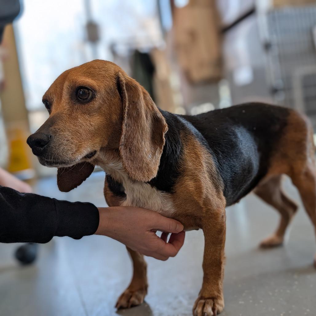 Enlarge Bagel, a Adoptable Beagle in Asheville, NC image 3/6