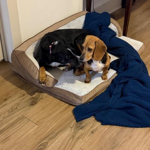 Enlarge Bagel, a Adoptable Beagle in Asheville, NC image 4/6