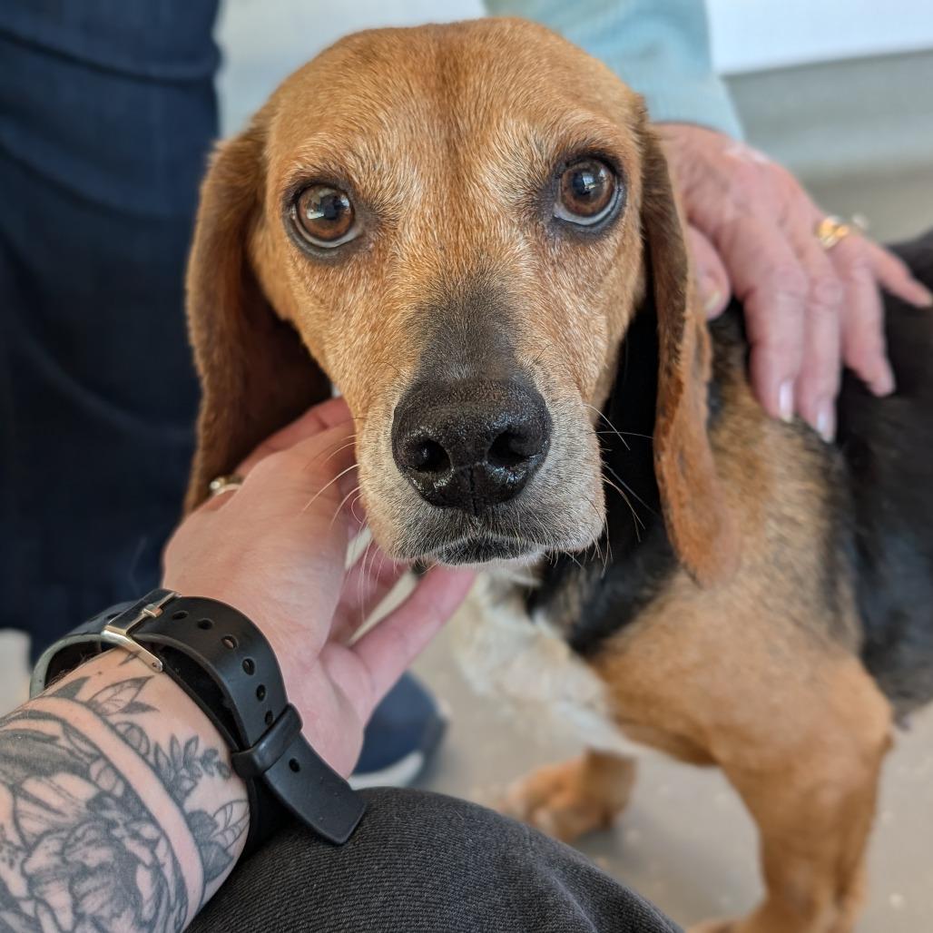 Enlarge Bagel, a Adoptable Beagle in Asheville, NC image 5/6