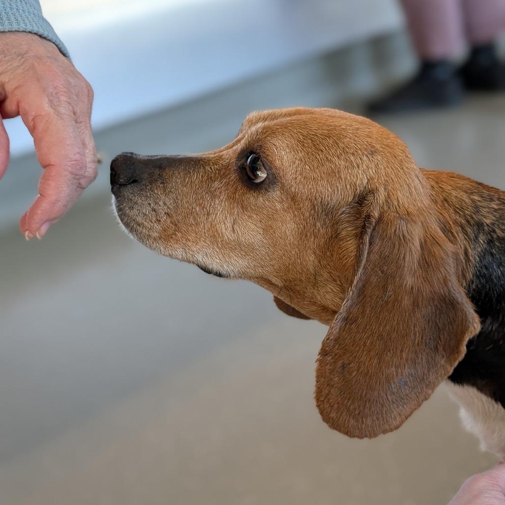 Enlarge Bagel, a Adoptable Beagle in Asheville, NC image 6/6