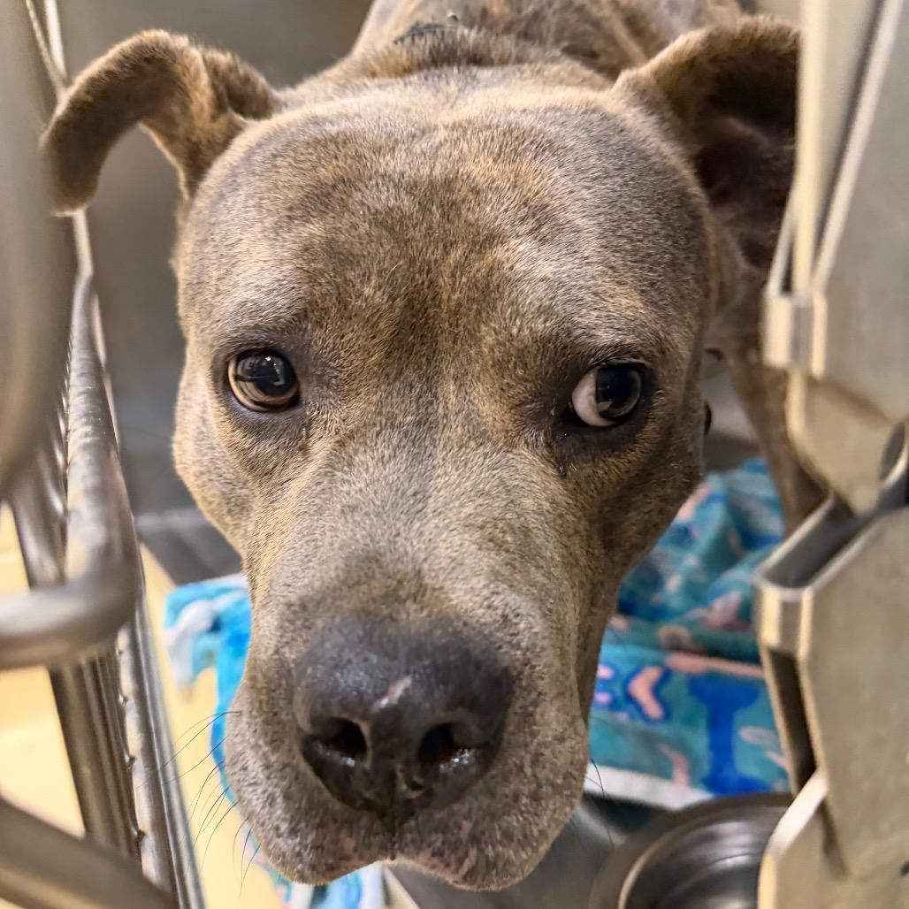 Enlarge Chicken Quesadilla, a Adoptable Mixed Breed in Winston-Salem, NC image 1/1