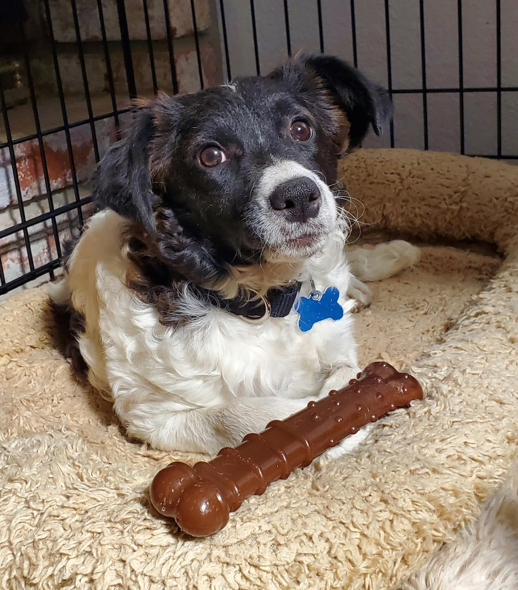 Enlarge Dumpling, a Adoptable mixed breed in Kingsburg, CA image 4/5