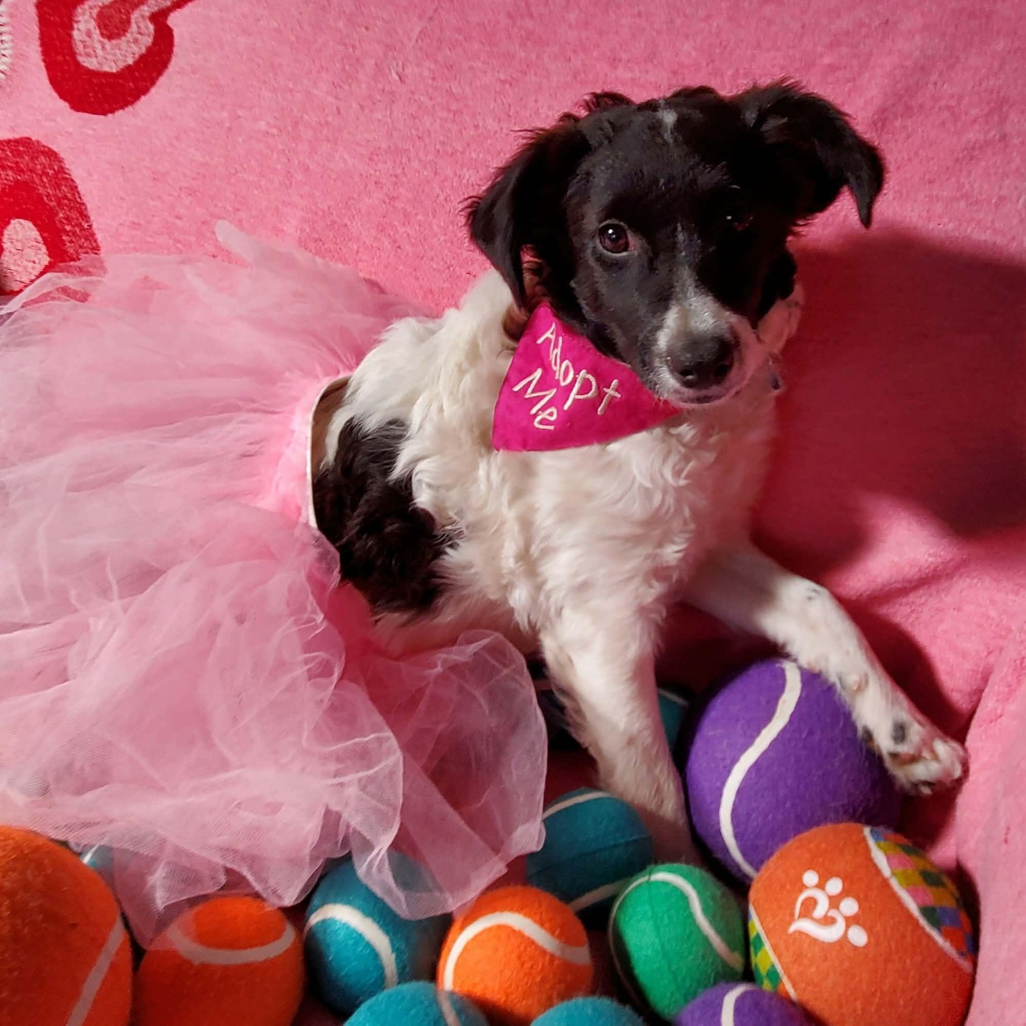 Dumpling, Adoptable, Puppy Female Poodle & Spaniel.