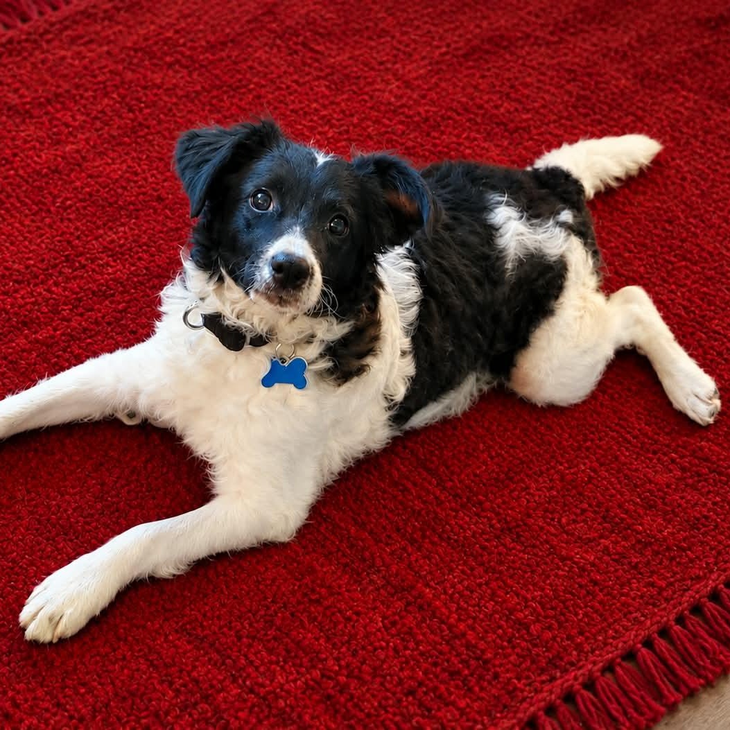 Enlarge Dumpling, a Adoptable mixed breed in Kingsburg, CA image 3/5