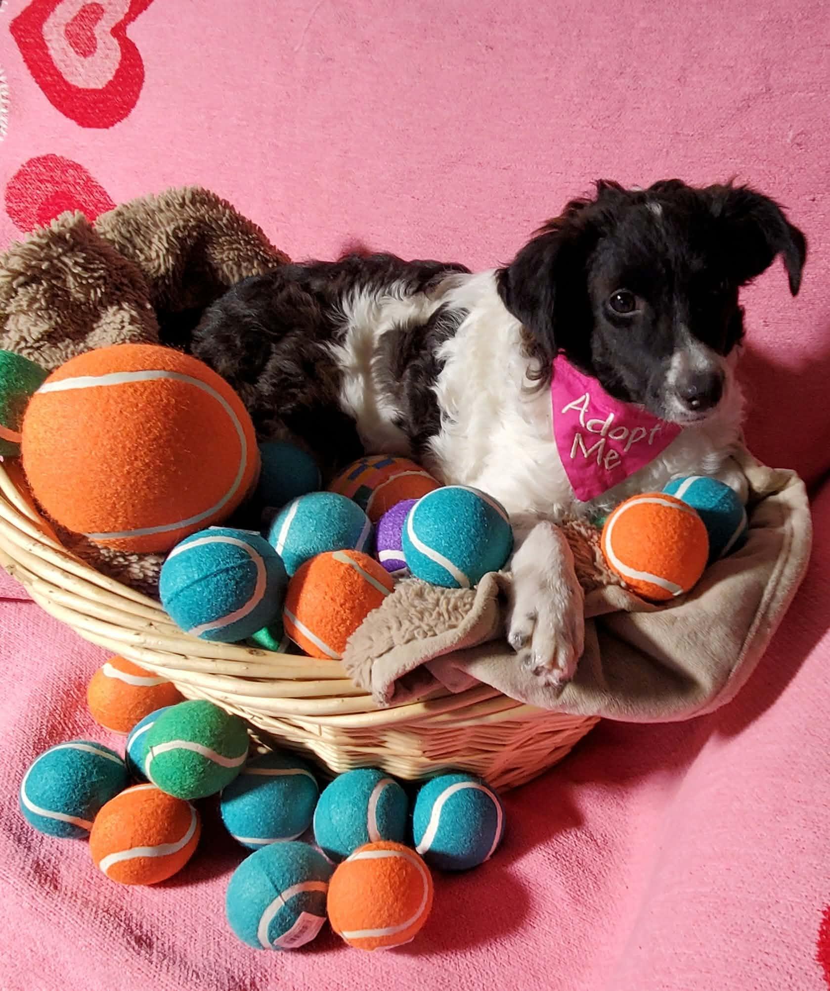 Enlarge Dumpling, a Adoptable mixed breed in Kingsburg, CA image 5/5