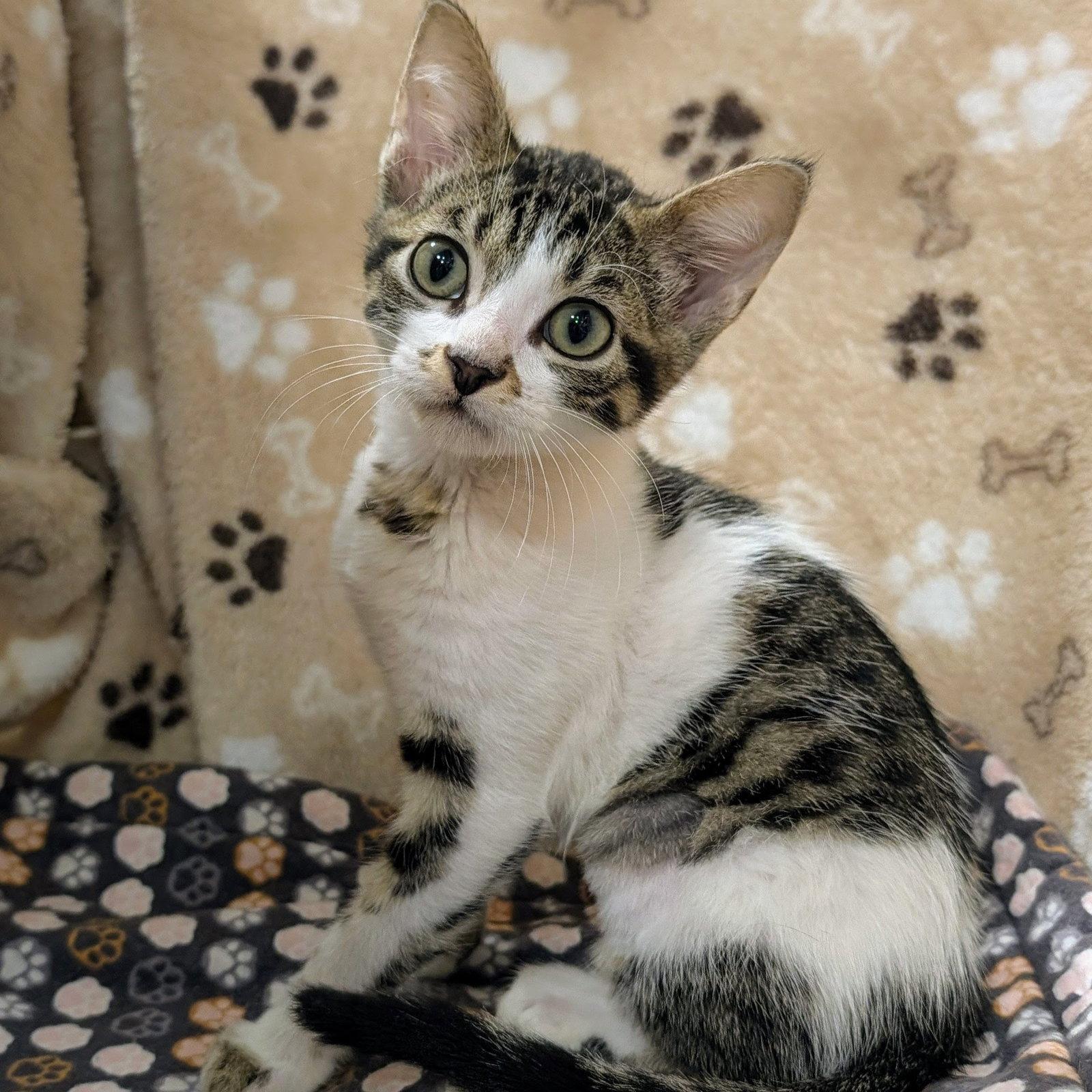 Franklin, Adopted, Kitten Male Tabby & Domestic Short Hair.