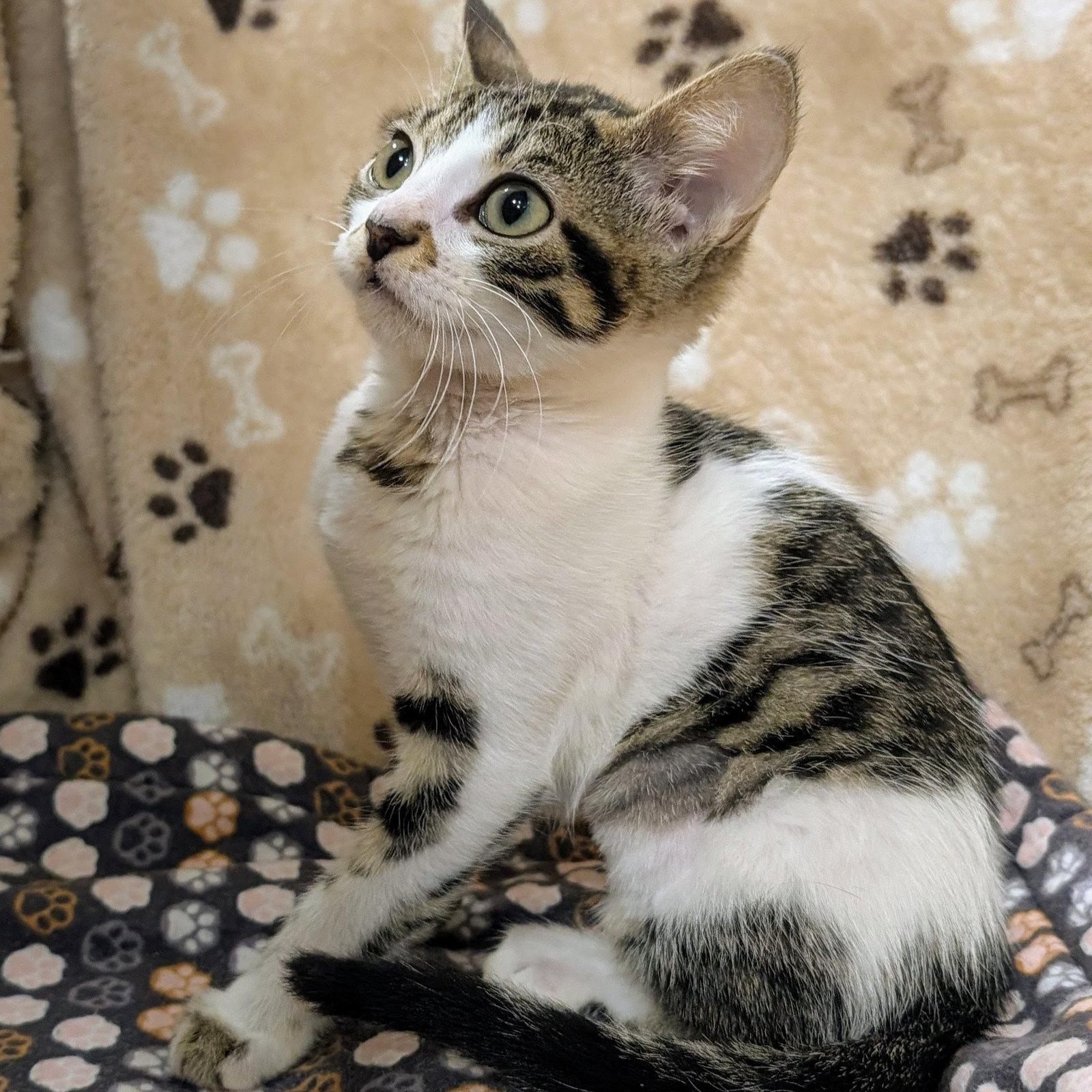Enlarge Franklin, a Adopted mixed breed in Garland, TX image 3/3