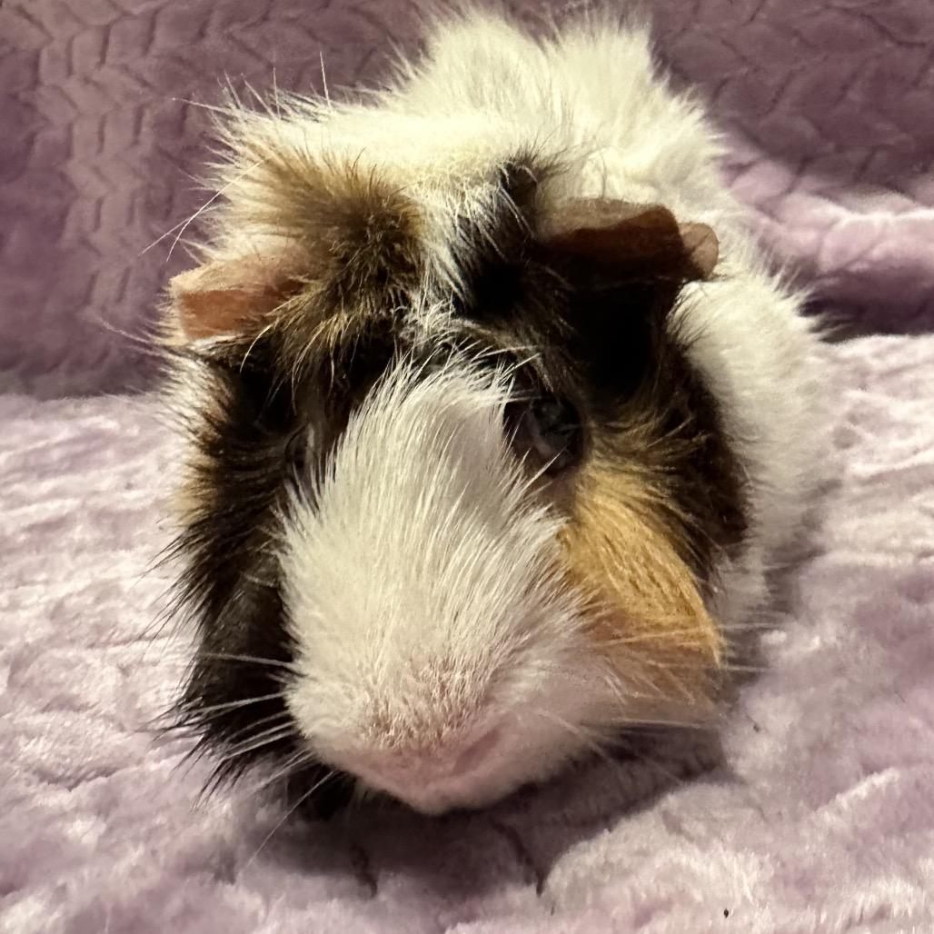 Bonzai (bonded with Baboo), Adoptable, Young Male Guinea Pig.