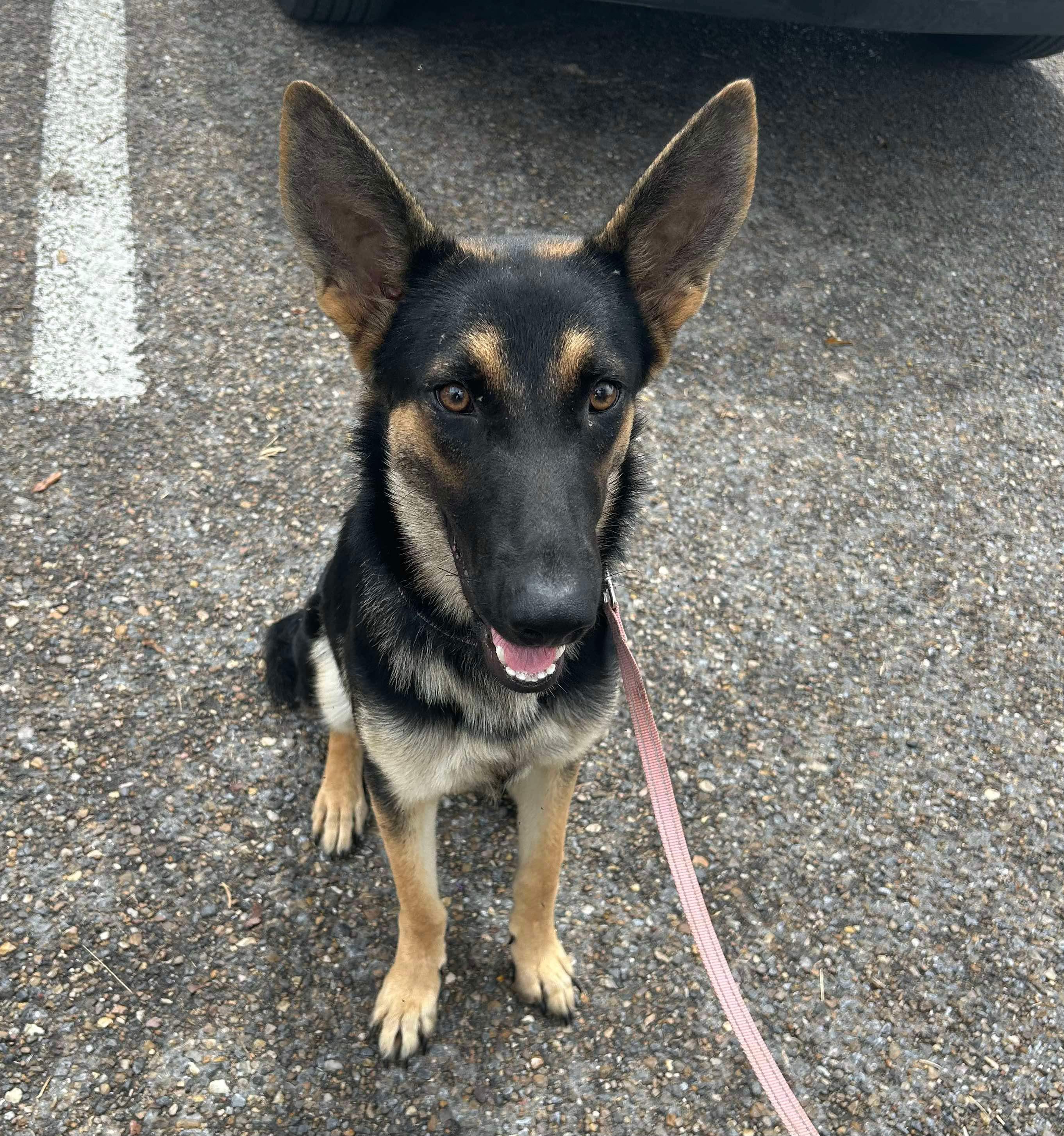 Dog for adoption MIA, a German Shepherd Dog in KANSAS CITY, MO Petfinder