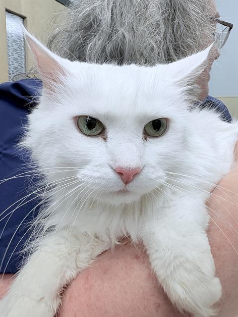 Enlarge TRISKETT, a Adoptable Domestic Long Hair in Clyde, NC image 1/1