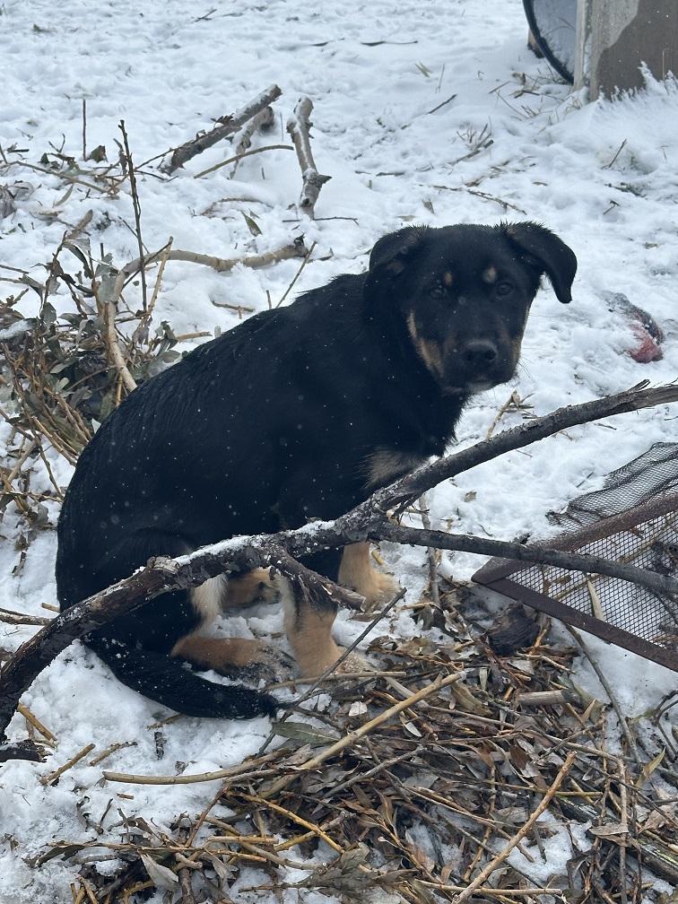 Courtney, Adoptable, Puppy Female German Shepherd Dog.