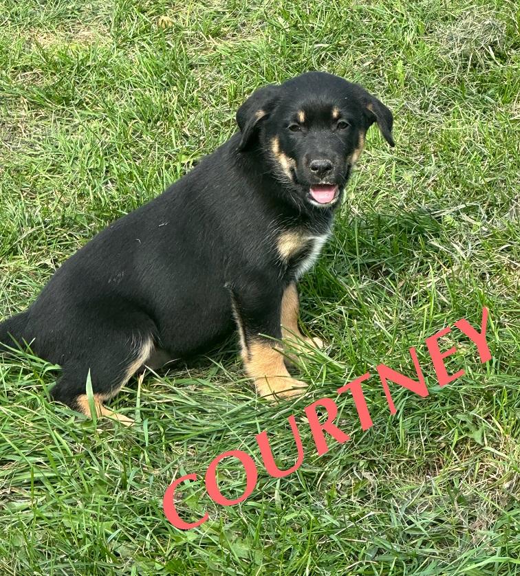 Courtney, an adoptable German Shepherd Dog in Winnipeg, MB, R2C 3A4 | Photo Image 4