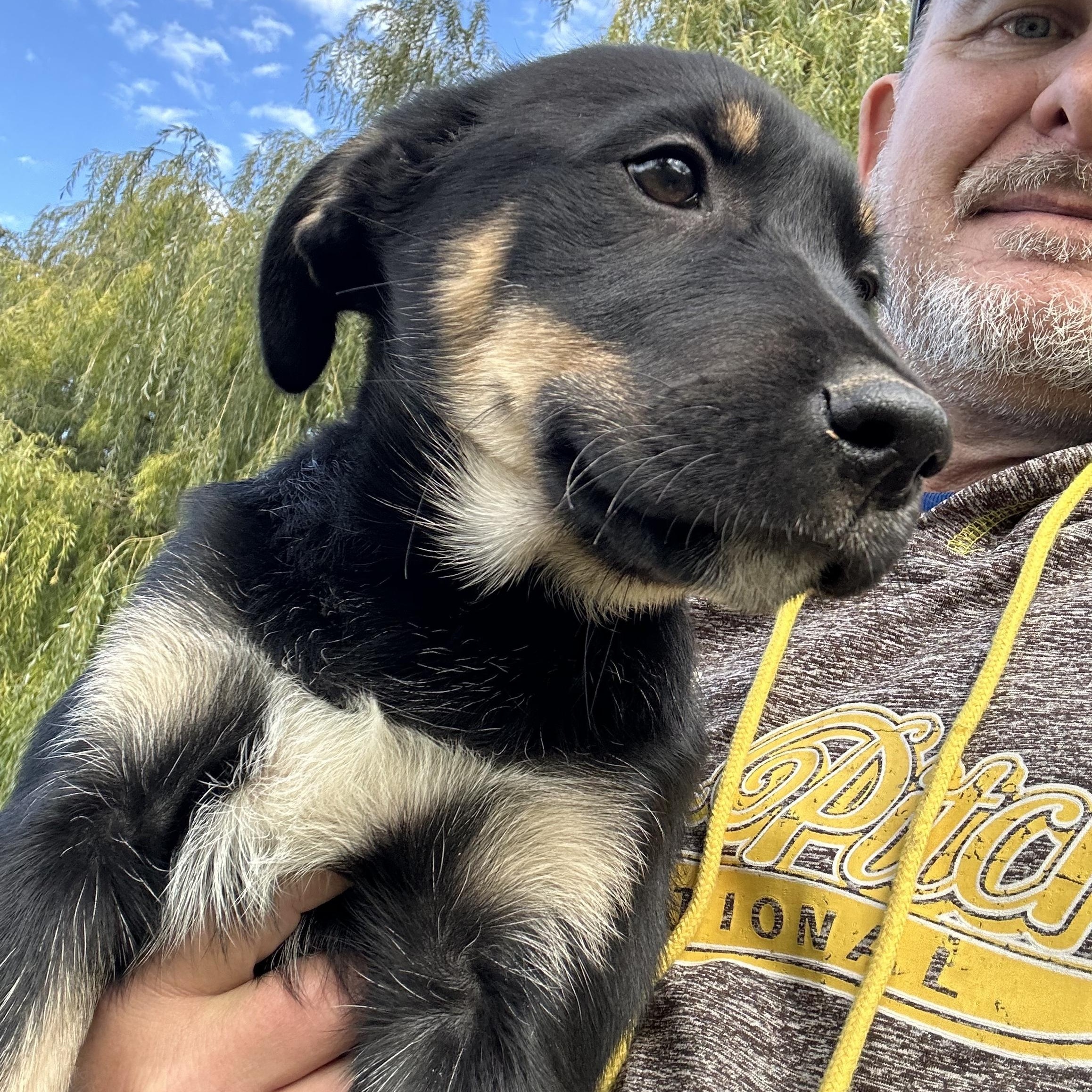 Courtney, an adoptable German Shepherd Dog in Winnipeg, MB, R2C 3A4 | Photo Image 1