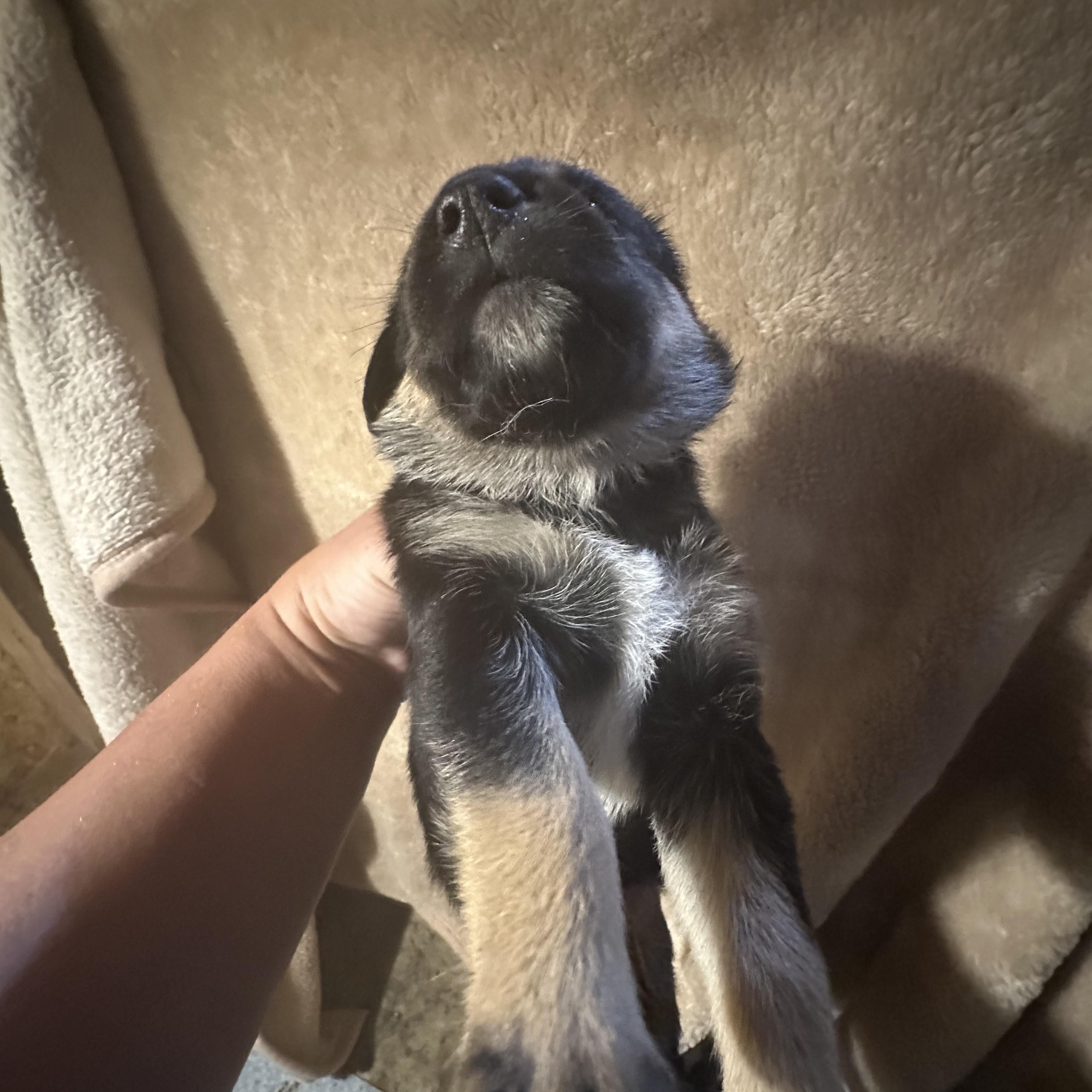 Courtney, a Adoptable German Shepherd Dog in Winnipeg, MB image 6/6