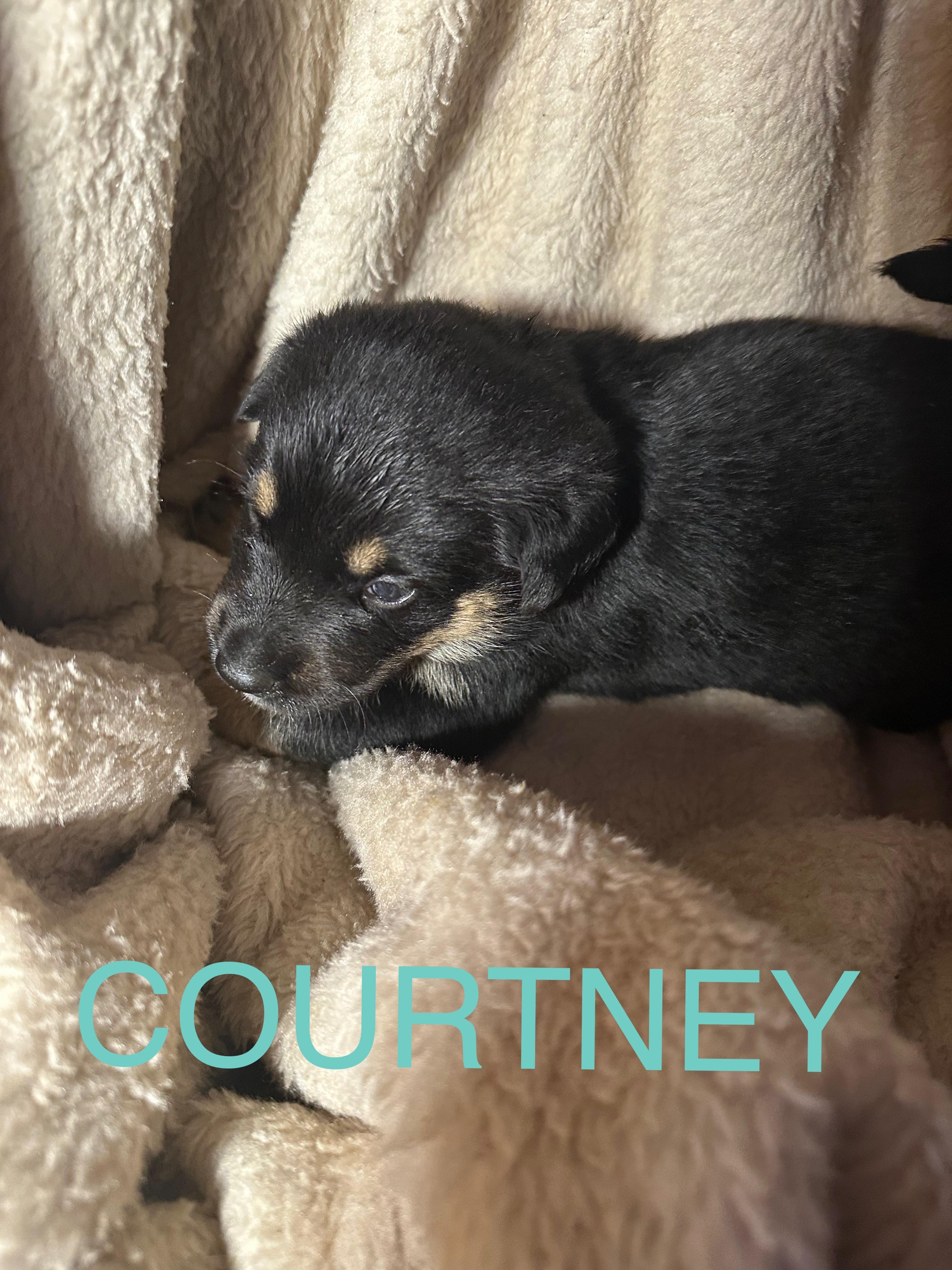 Courtney, an adoptable German Shepherd Dog, Rottweiler in Winnipeg, MB, R2C 3A4 | Photo Image 1