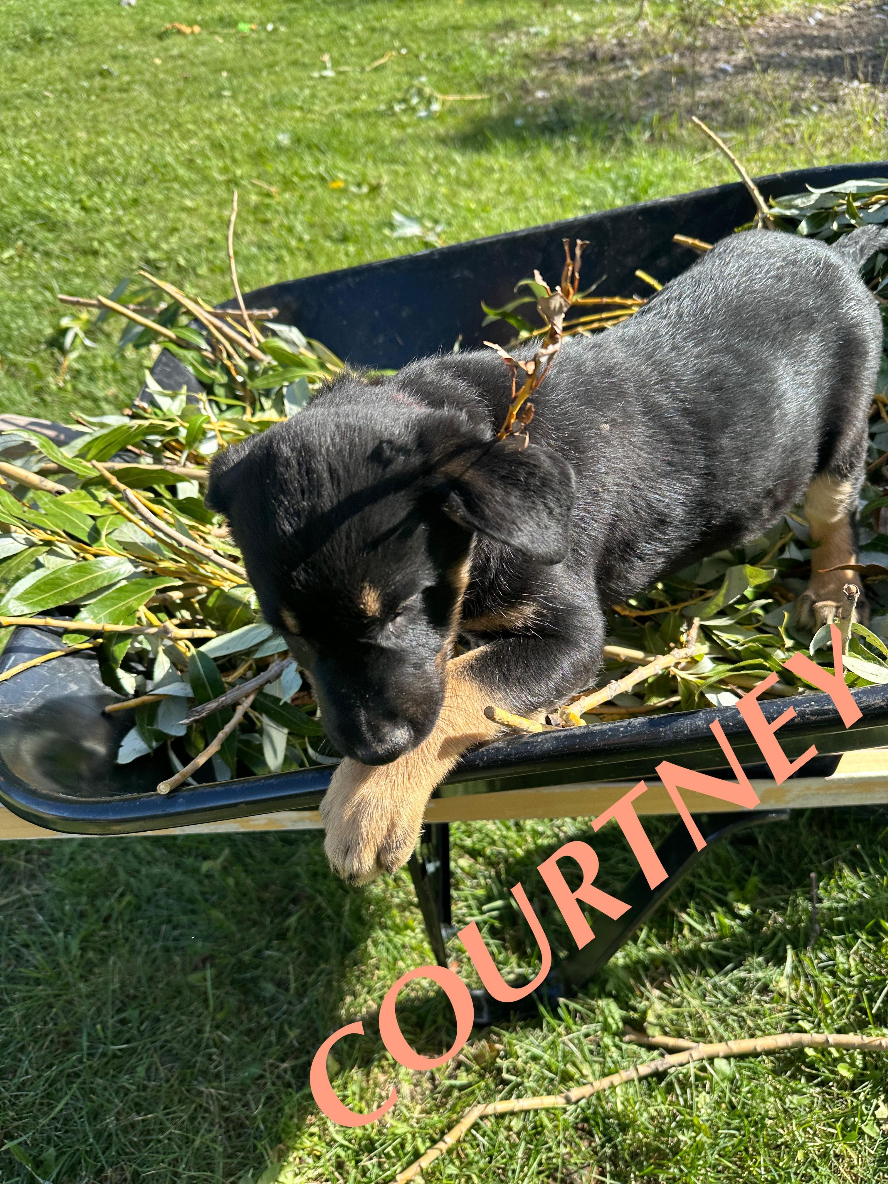 Courtney, a Adoptable German Shepherd Dog in Winnipeg, MB image 2/6