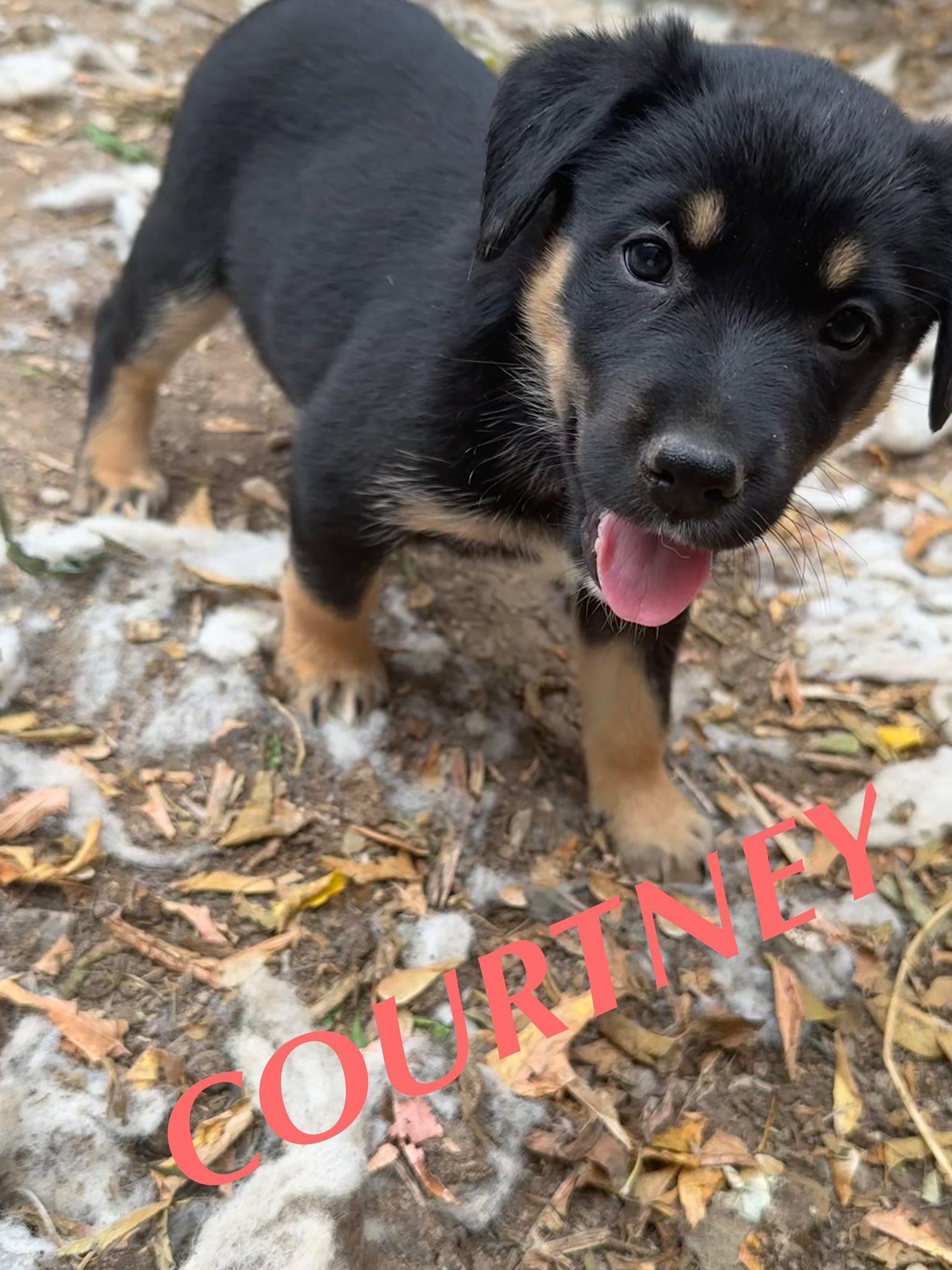 Courtney, a Adoptable German Shepherd Dog in Winnipeg, MB image 4/6