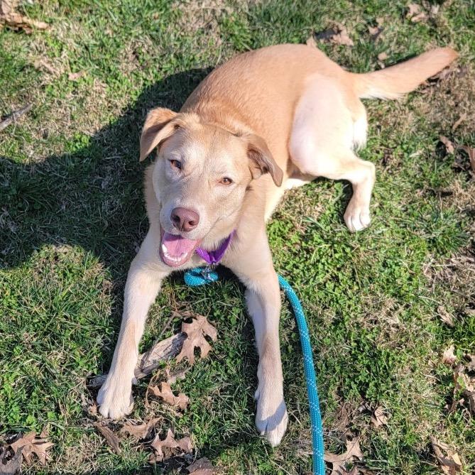 Enlarge Twizzler, a Adoptable mixed breed in Nashville, TN image 1/6