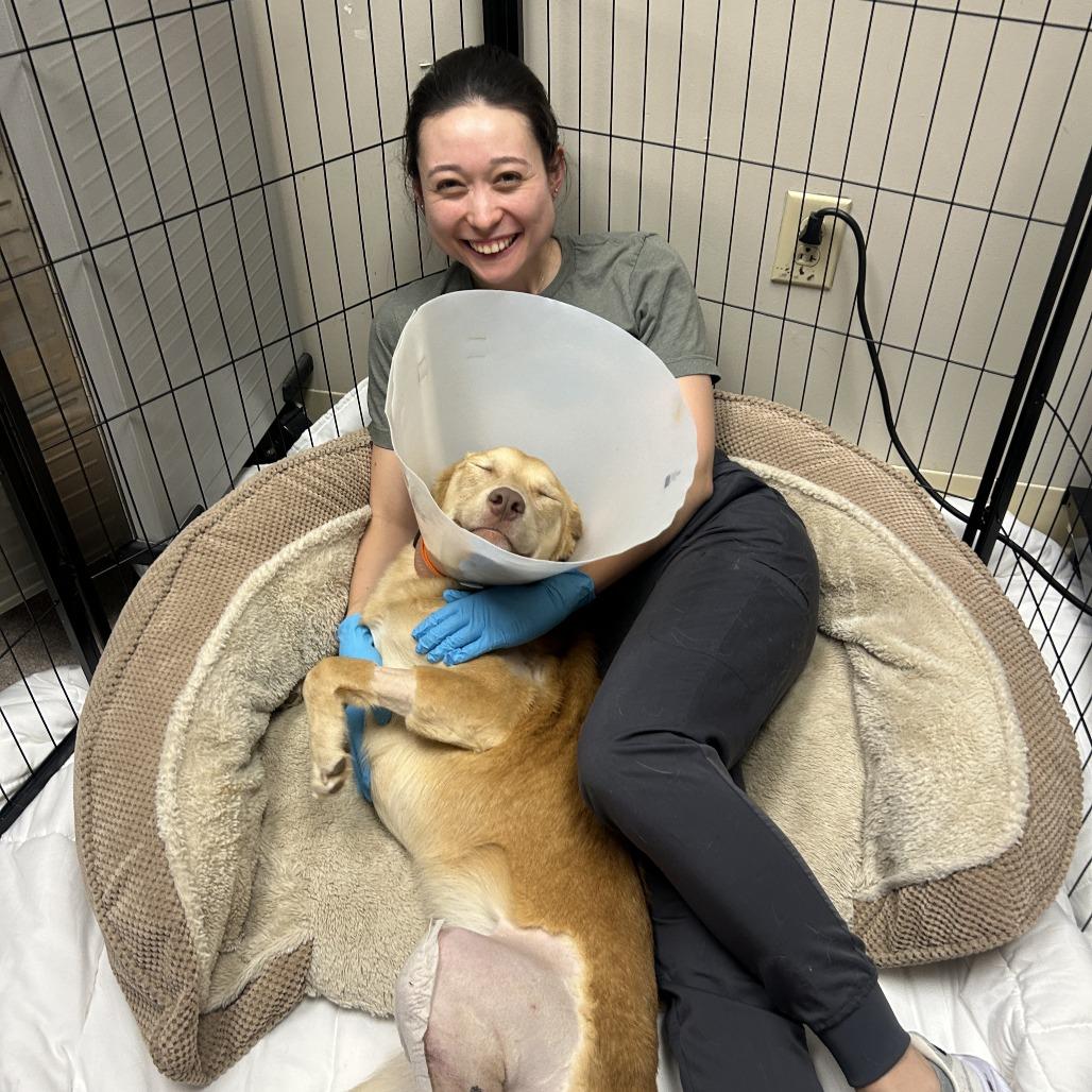 Enlarge Twizzler, a Adoptable mixed breed in Nashville, TN image 2/6