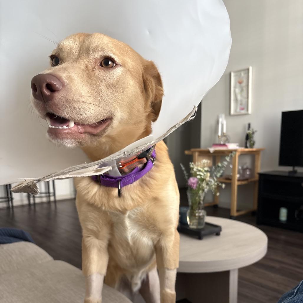 Enlarge Twizzler, a Adoptable mixed breed in Nashville, TN image 4/6