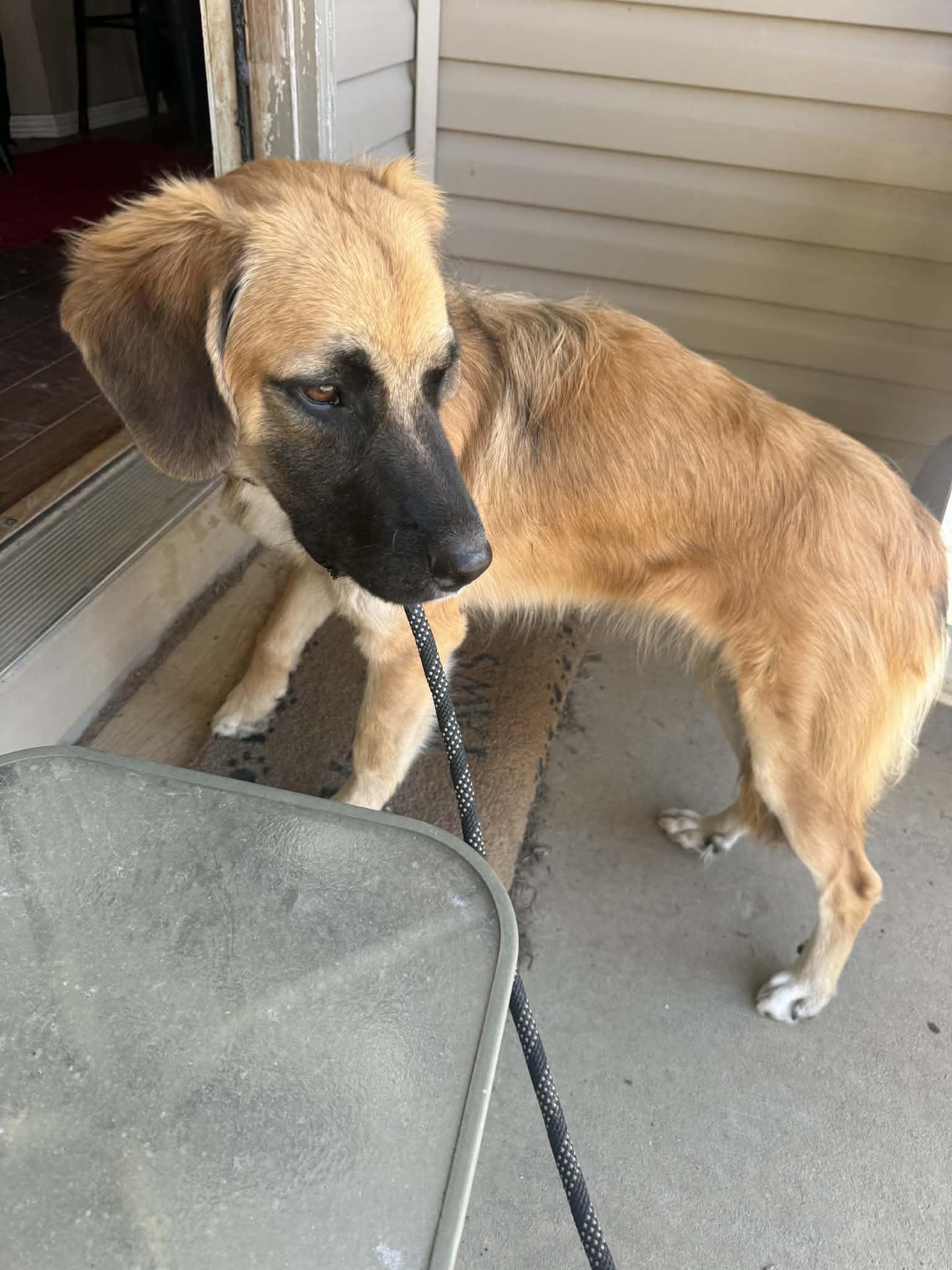 Zuri, Adoptable, Young Female Great Pyrenees & Anatolian Shepherd.