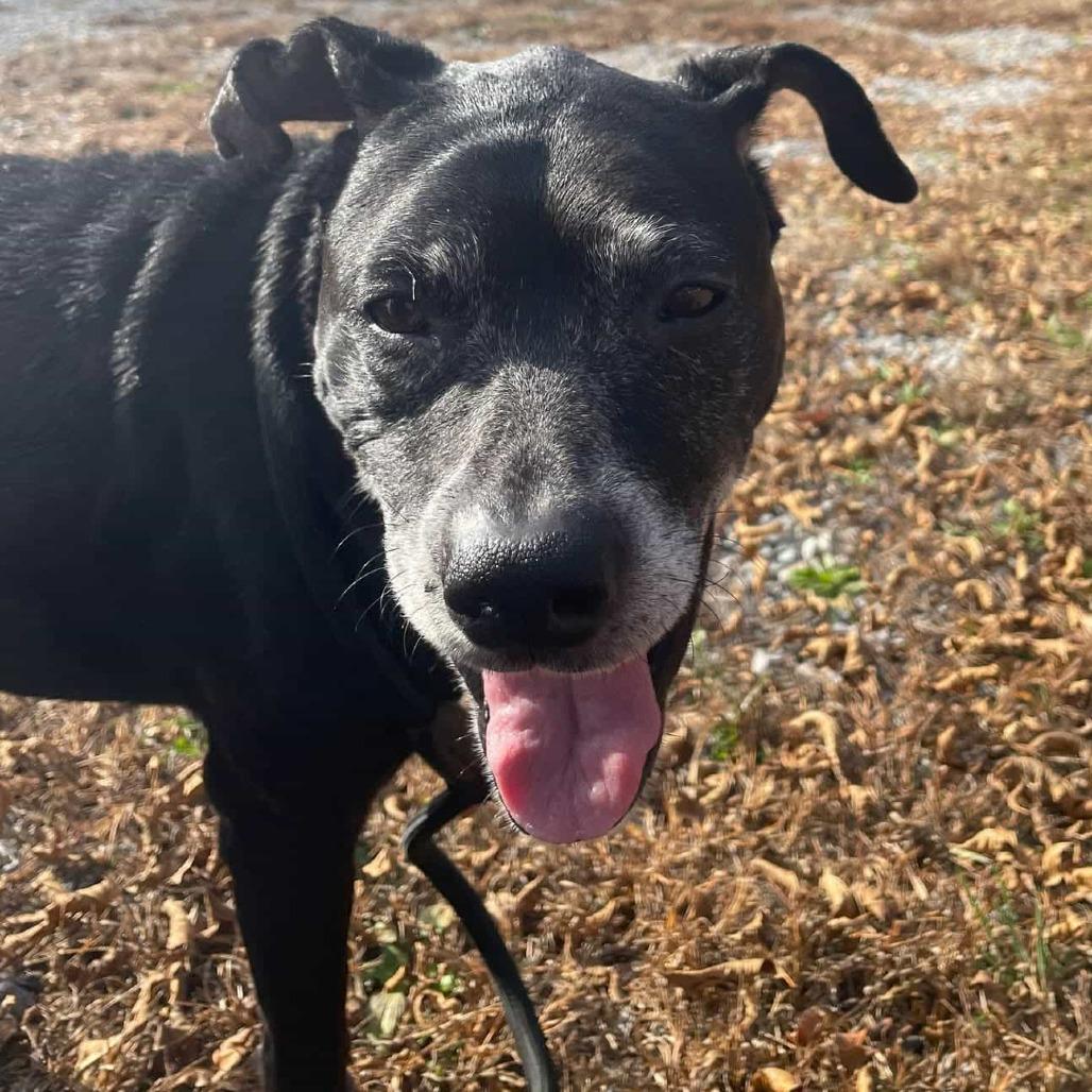 Tres, Adoptable, Senior Male Black Labrador Retriever.