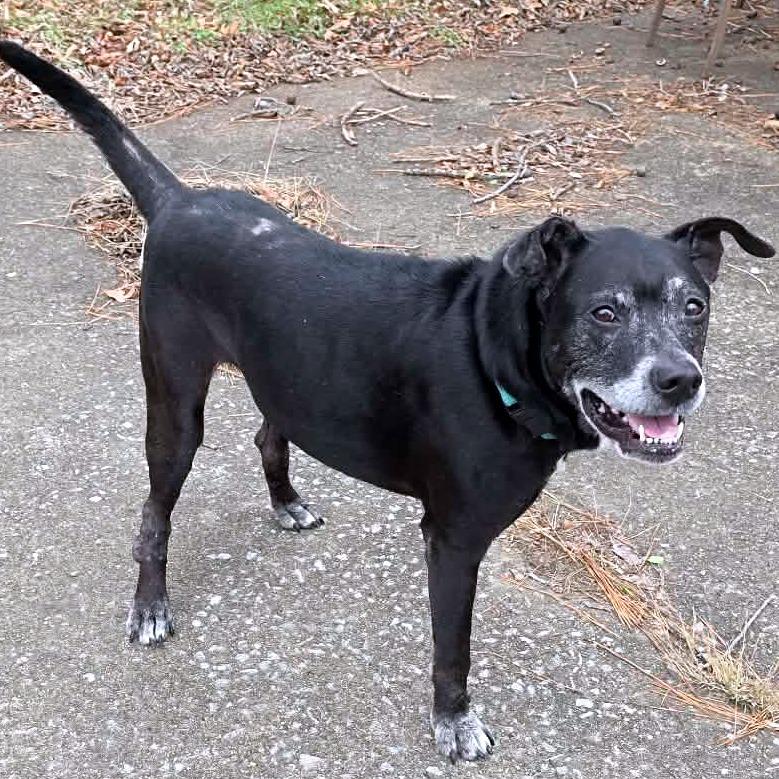 Enlarge Tres, a Adoptable Black Labrador Retriever in Clarksville, TN image 2/6