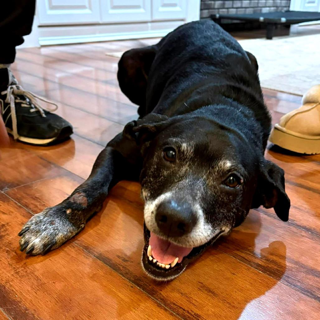 Enlarge Tres, a Adoptable Black Labrador Retriever in Clarksville, TN image 3/6