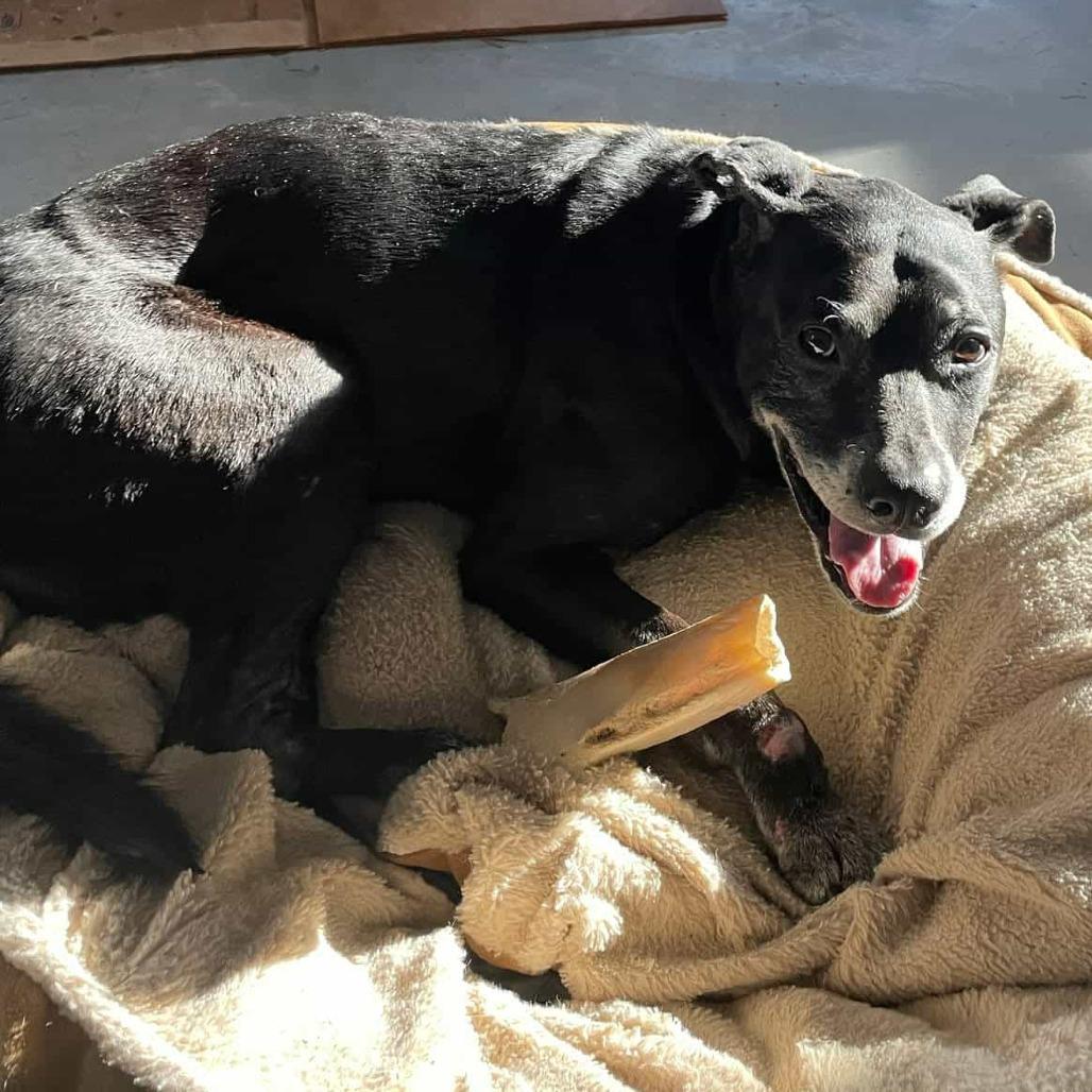 Enlarge Tres, a Adoptable Black Labrador Retriever in Clarksville, TN image 4/6