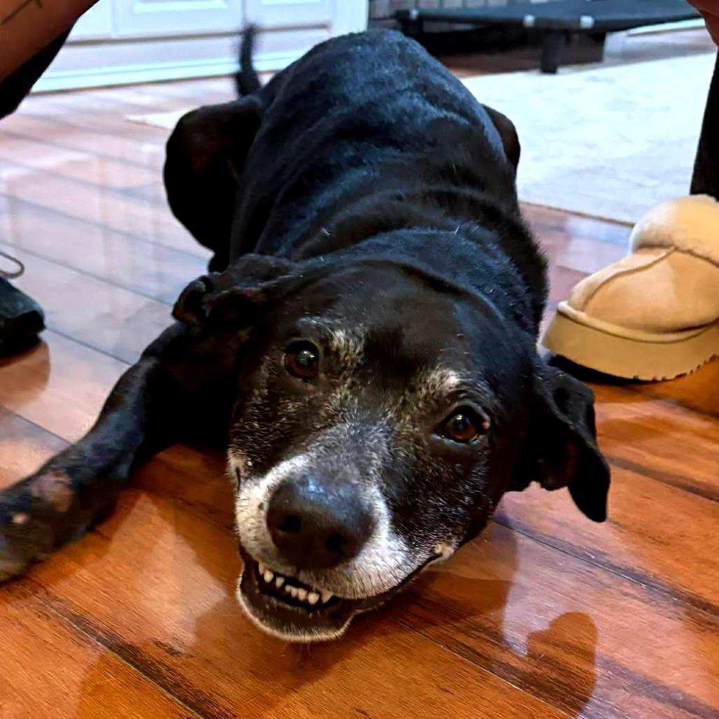 Enlarge Tres, a Adoptable Black Labrador Retriever in Clarksville, TN image 5/6