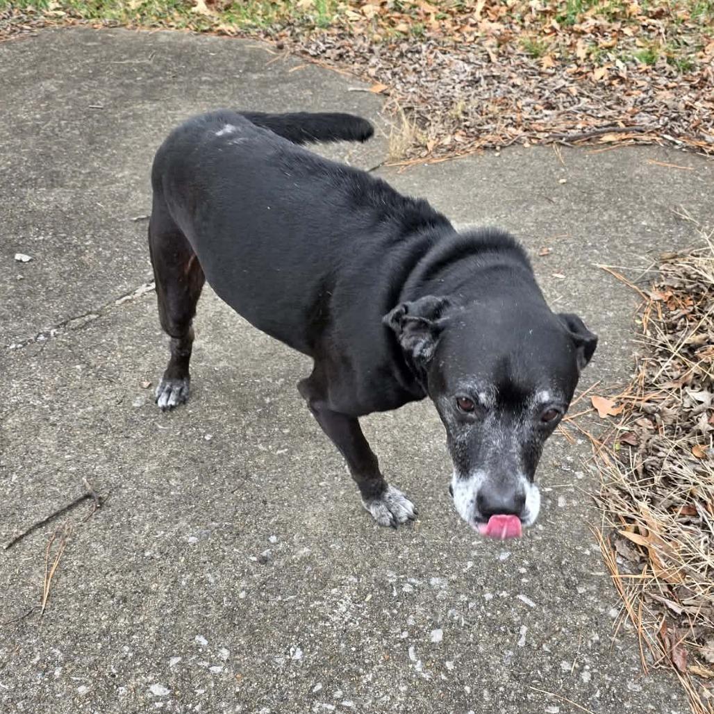 Enlarge Tres, a Adoptable Black Labrador Retriever in Clarksville, TN image 5/6