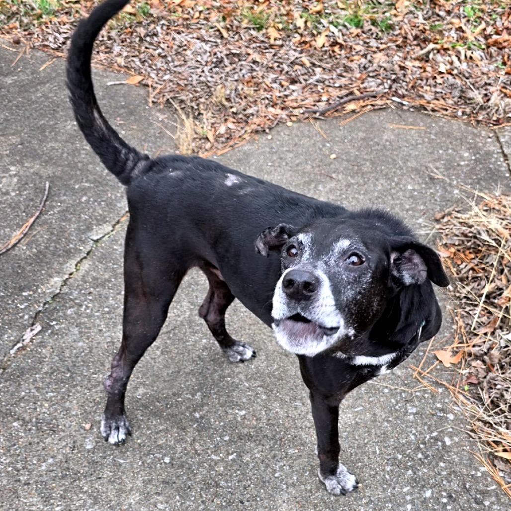Enlarge Tres, a Adoptable Black Labrador Retriever in Clarksville, TN image 6/6