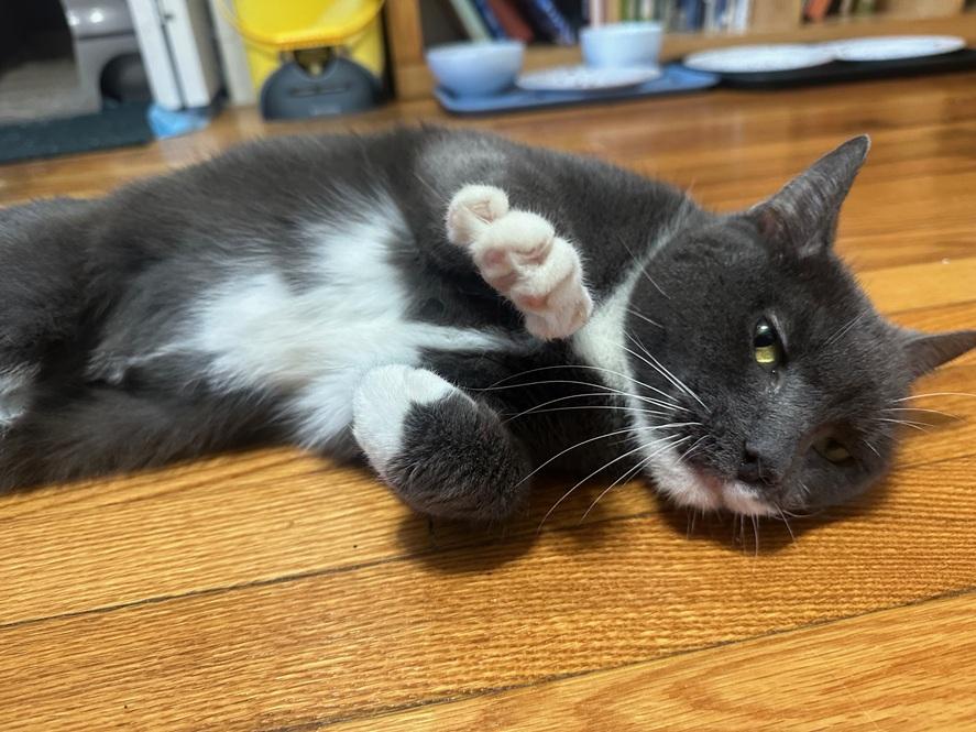 Jumper, Adoptable, Adult Female Domestic Short Hair.