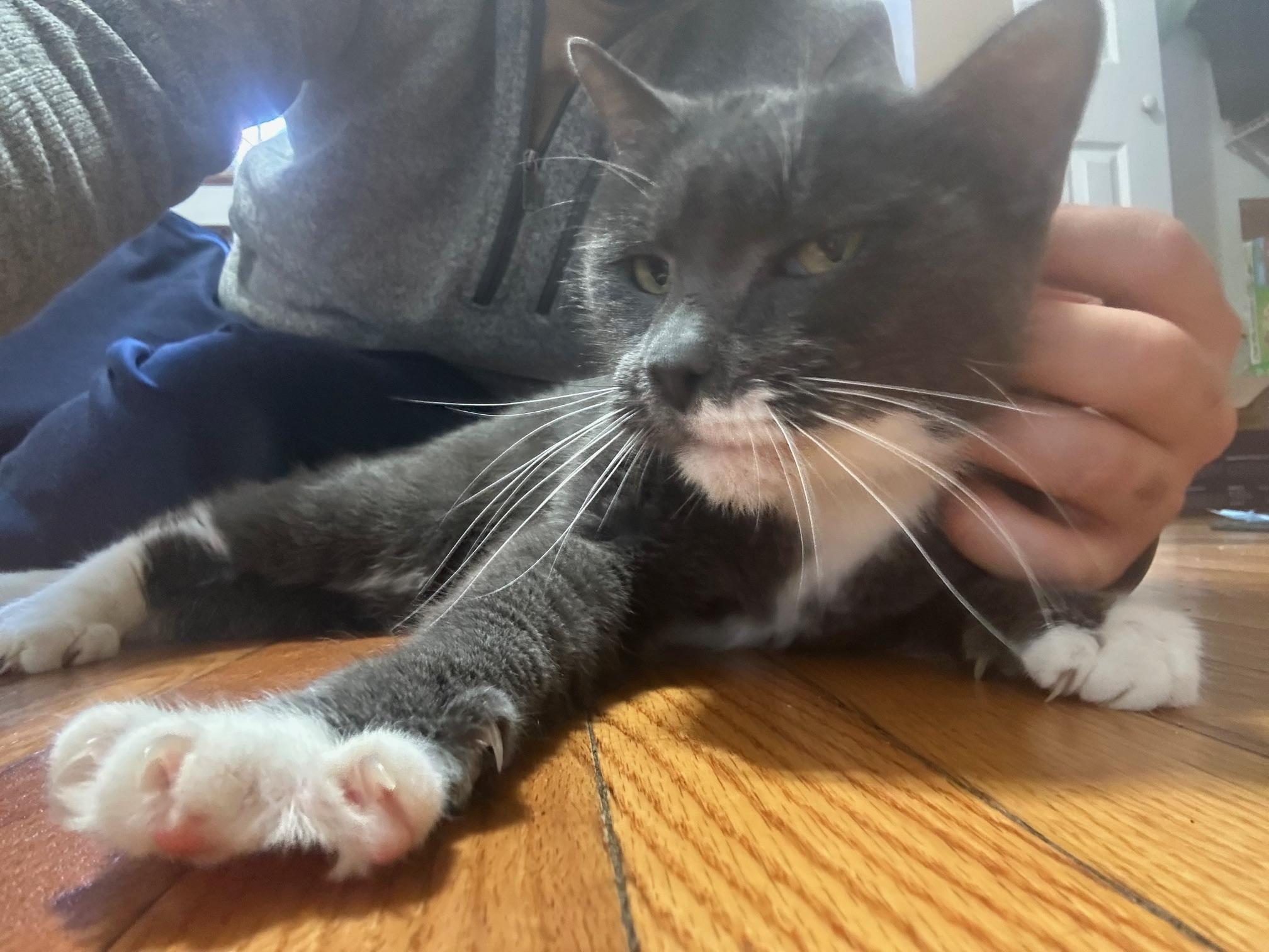 Enlarge Jumper, a Adoptable Domestic Short Hair in Melrose, MA image 5/5