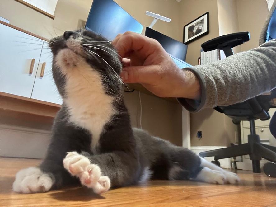 Enlarge Jumper, a Adoptable Domestic Short Hair in Melrose, MA image 2/5