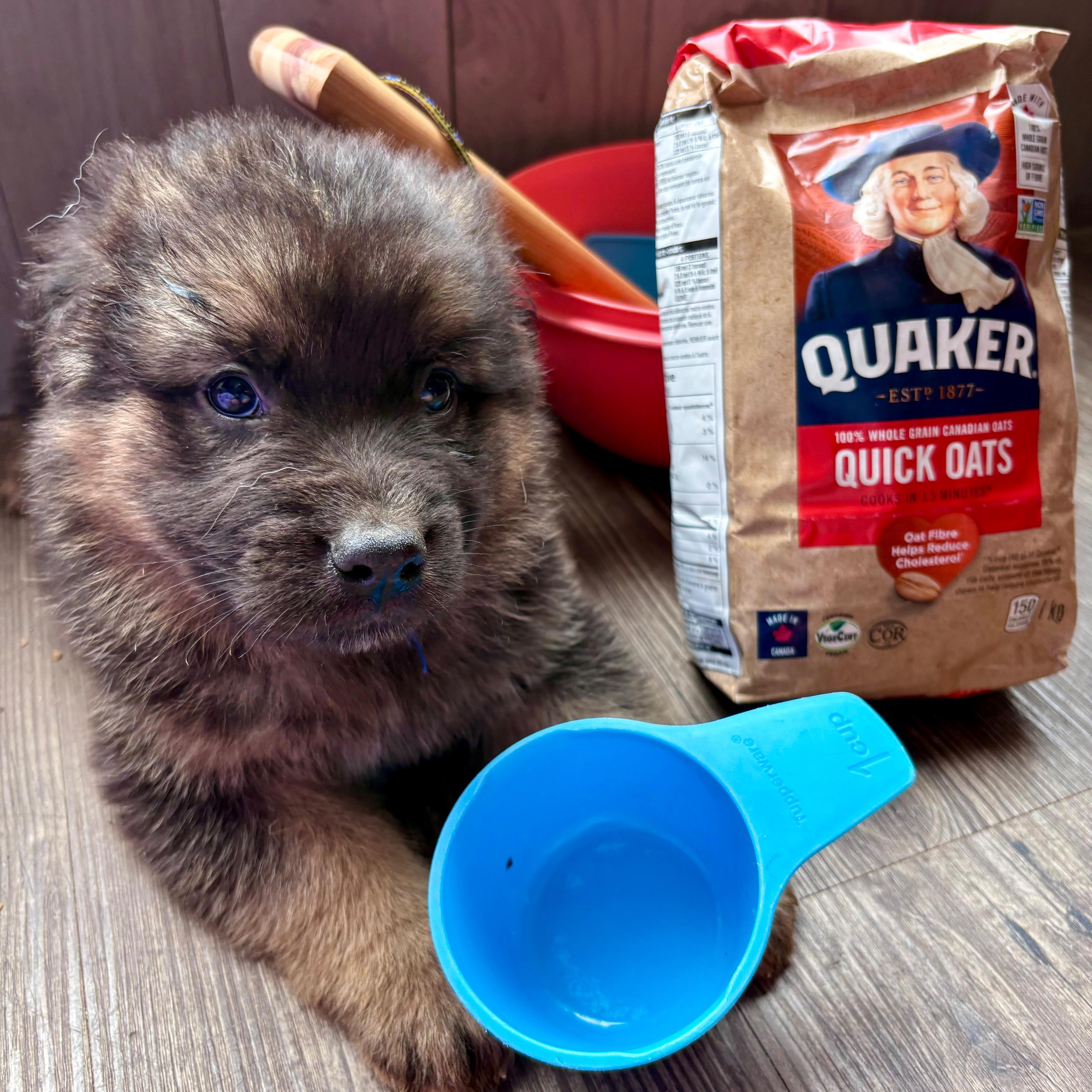 Enlarge Oats pending adoption, an adopted mixed breed in Saskatoon, SK image 3/6