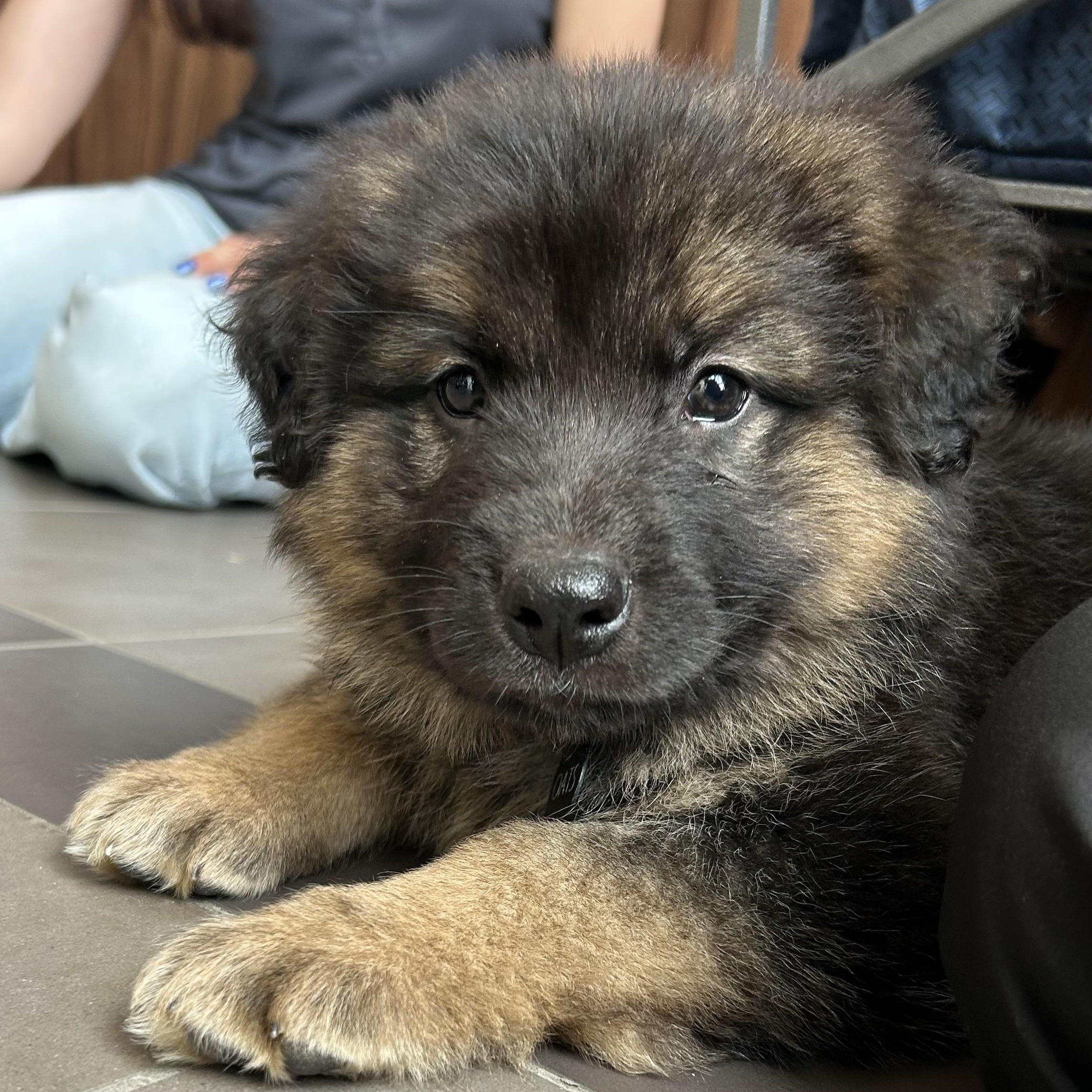 Oats pending adoption, adopted, Puppy Male Mixed Breed.