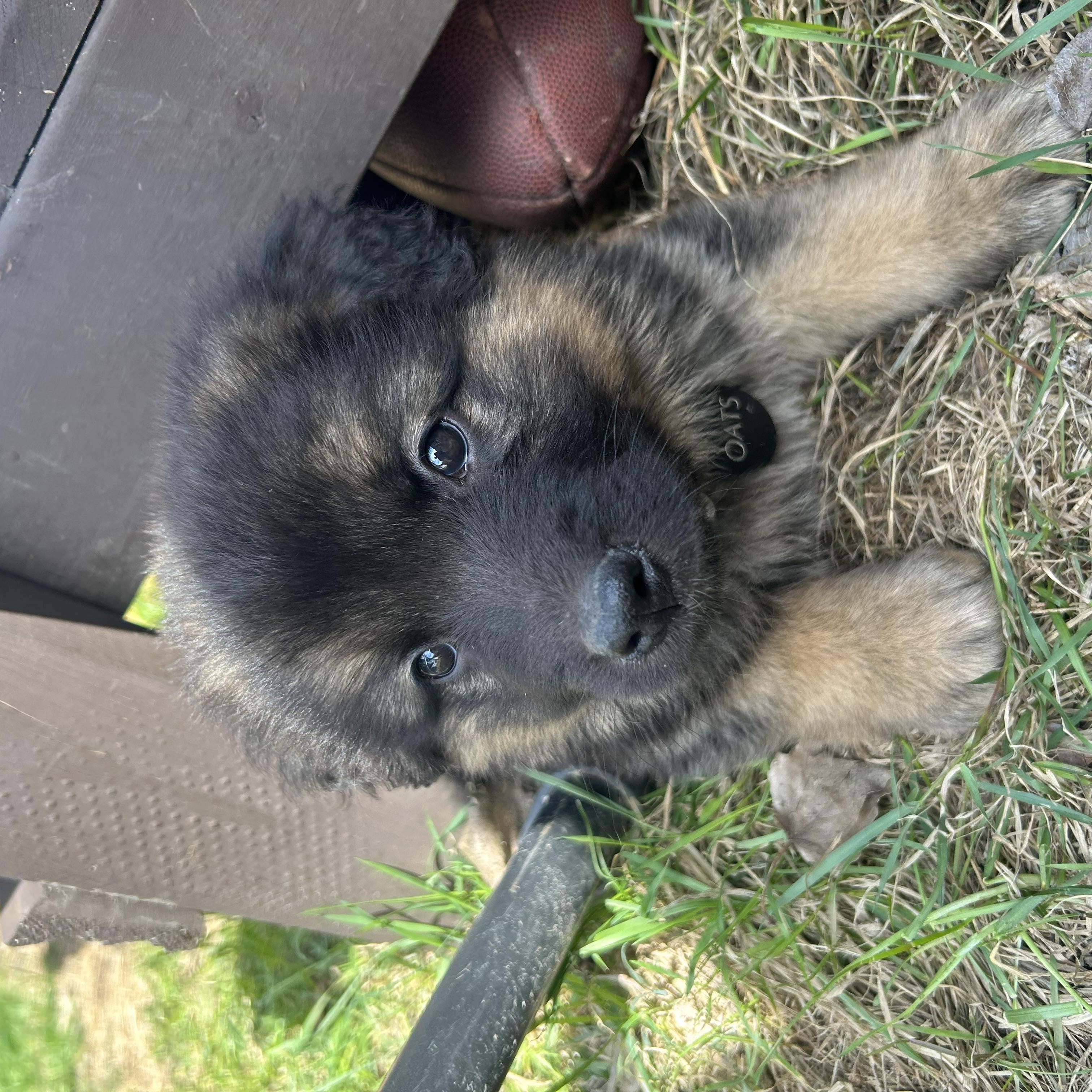 Enlarge Oats pending adoption, an adopted mixed breed in Saskatoon, SK image 2/6