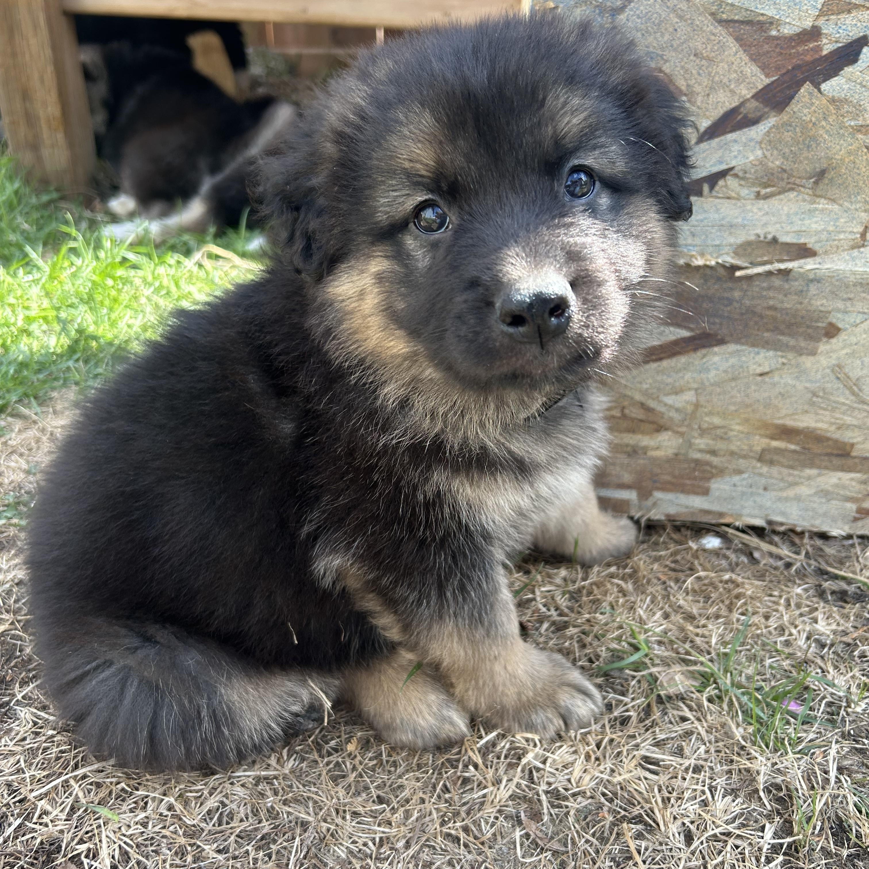 Enlarge Oats pending adoption, an adopted mixed breed in Saskatoon, SK image 4/6