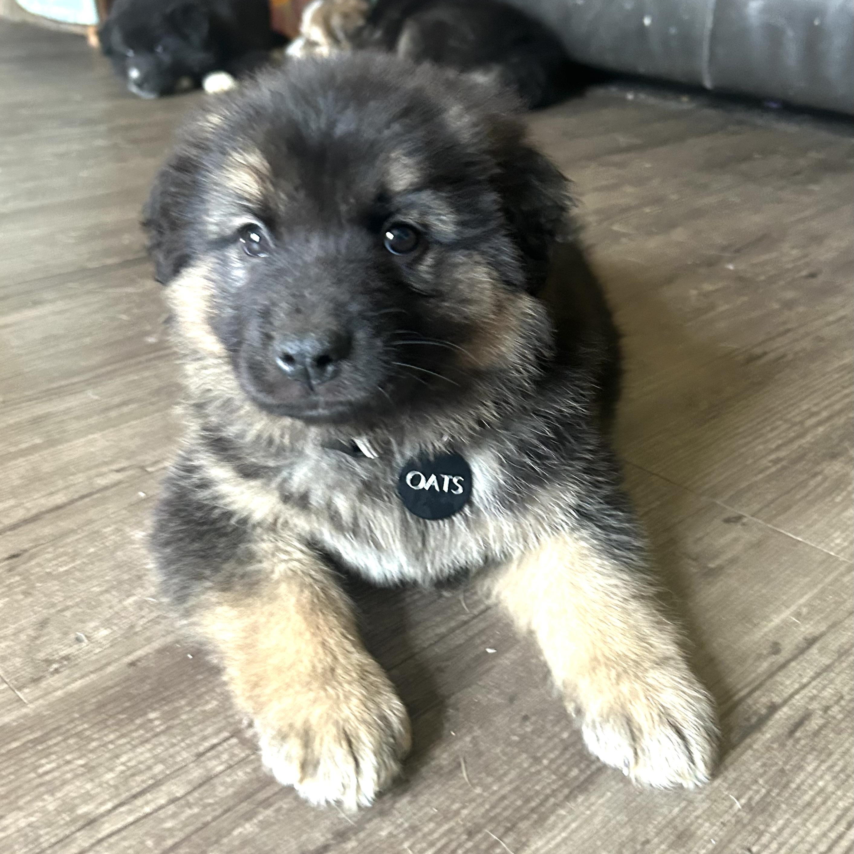 Enlarge Oats pending adoption, an adopted mixed breed in Saskatoon, SK image 5/6